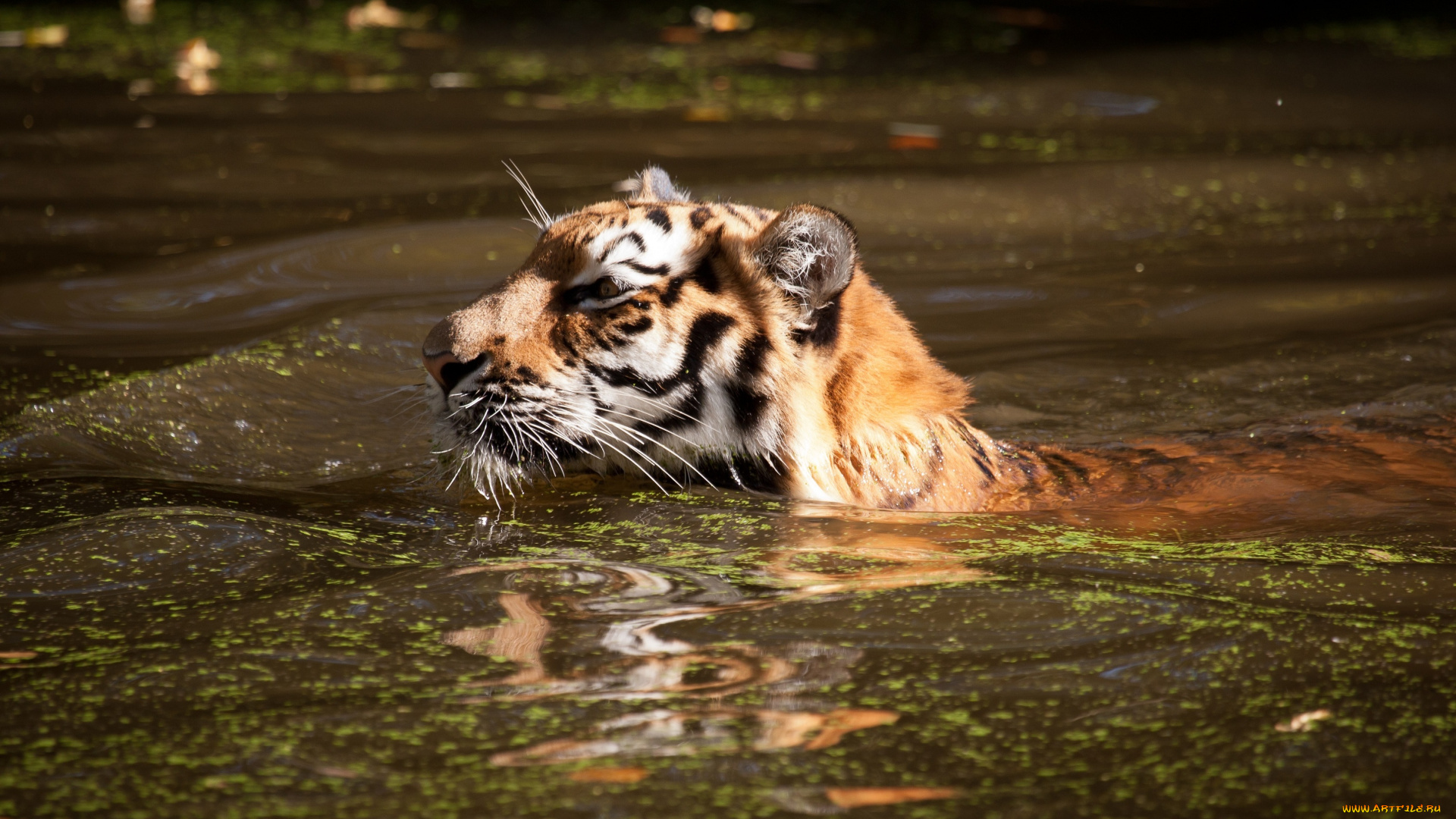 животные, тигры, тигр, вода, купание