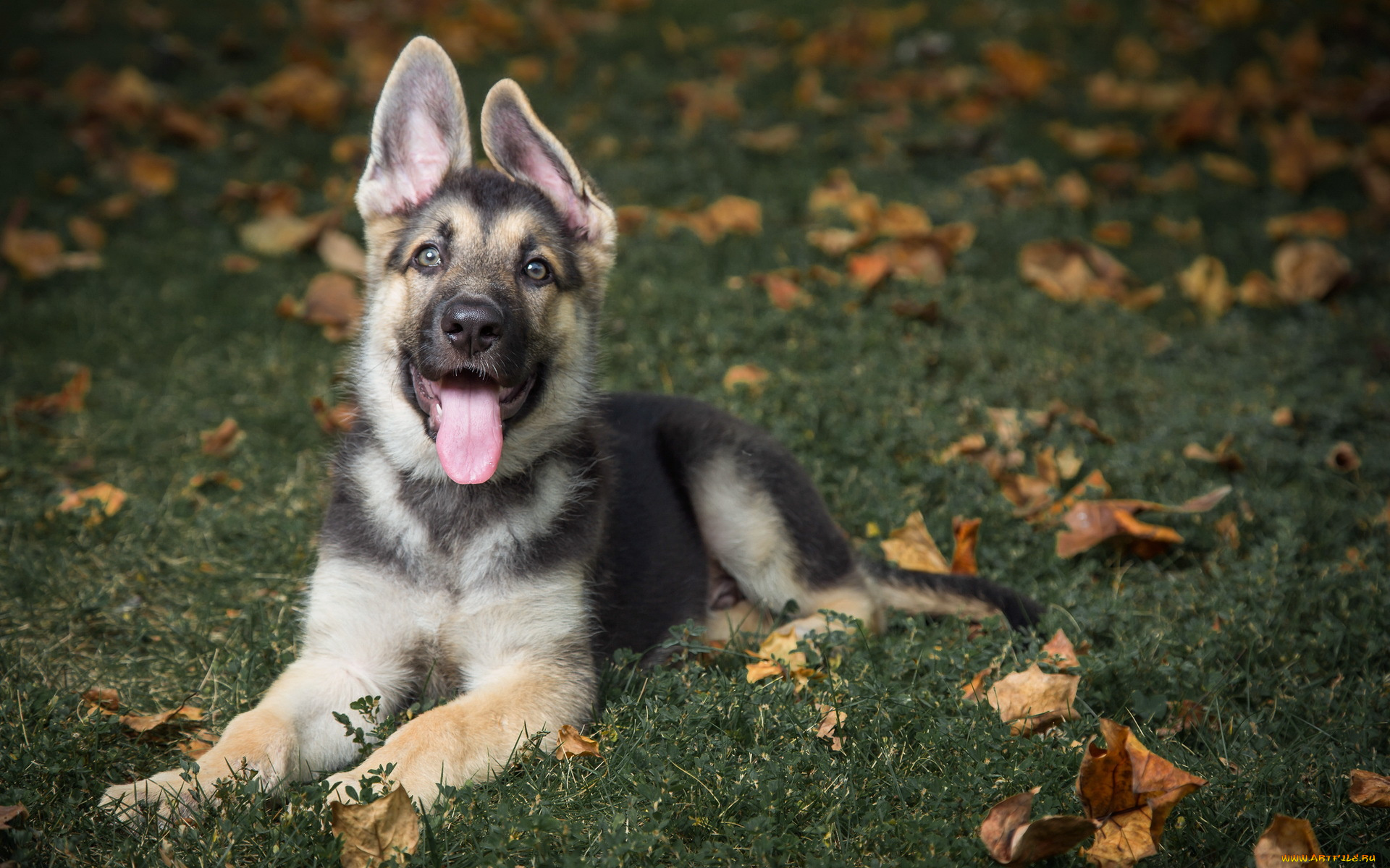 животные, собаки, fosterling, dog, german, shepherd