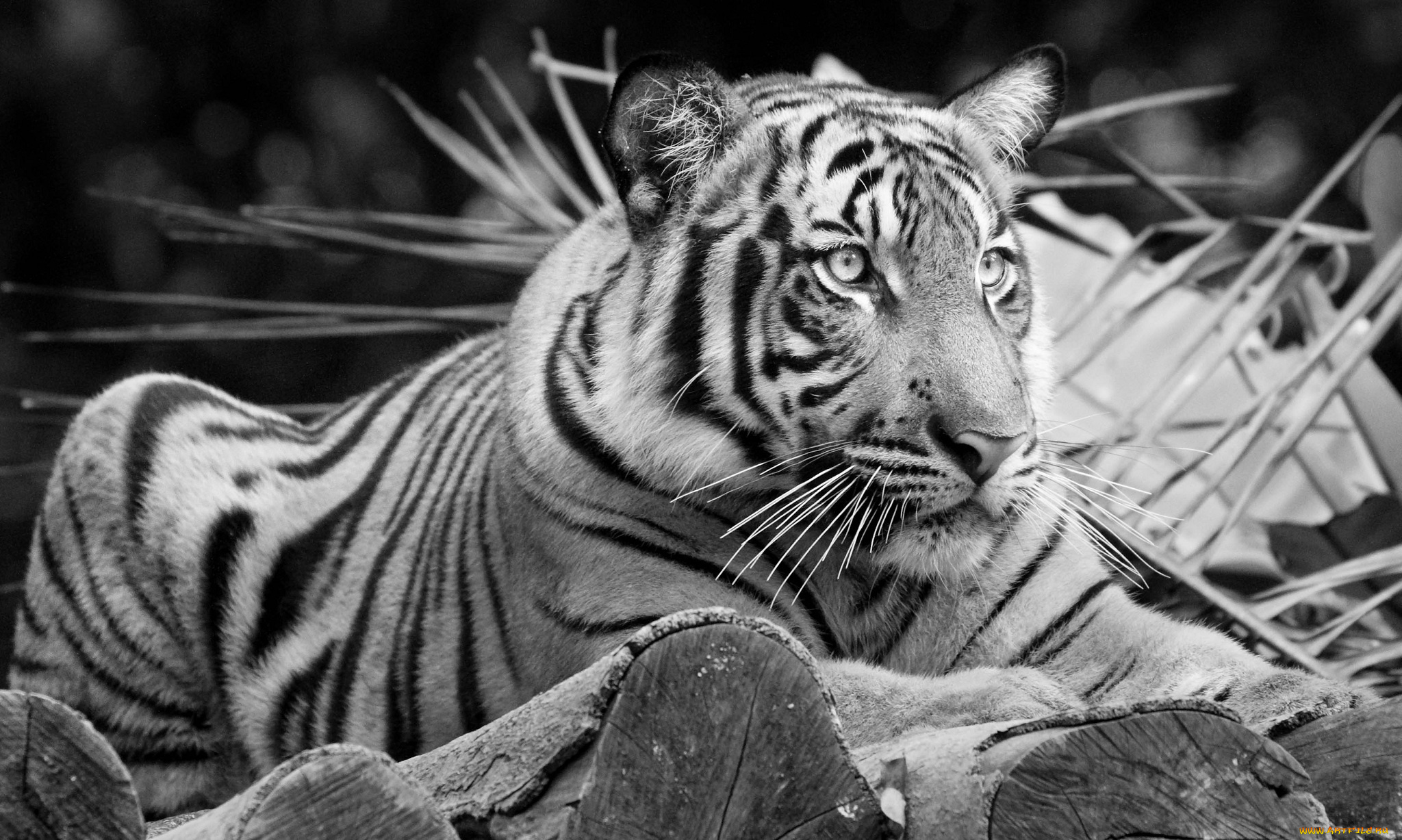 животные, тигры, тигр, отдых, черно-белое
