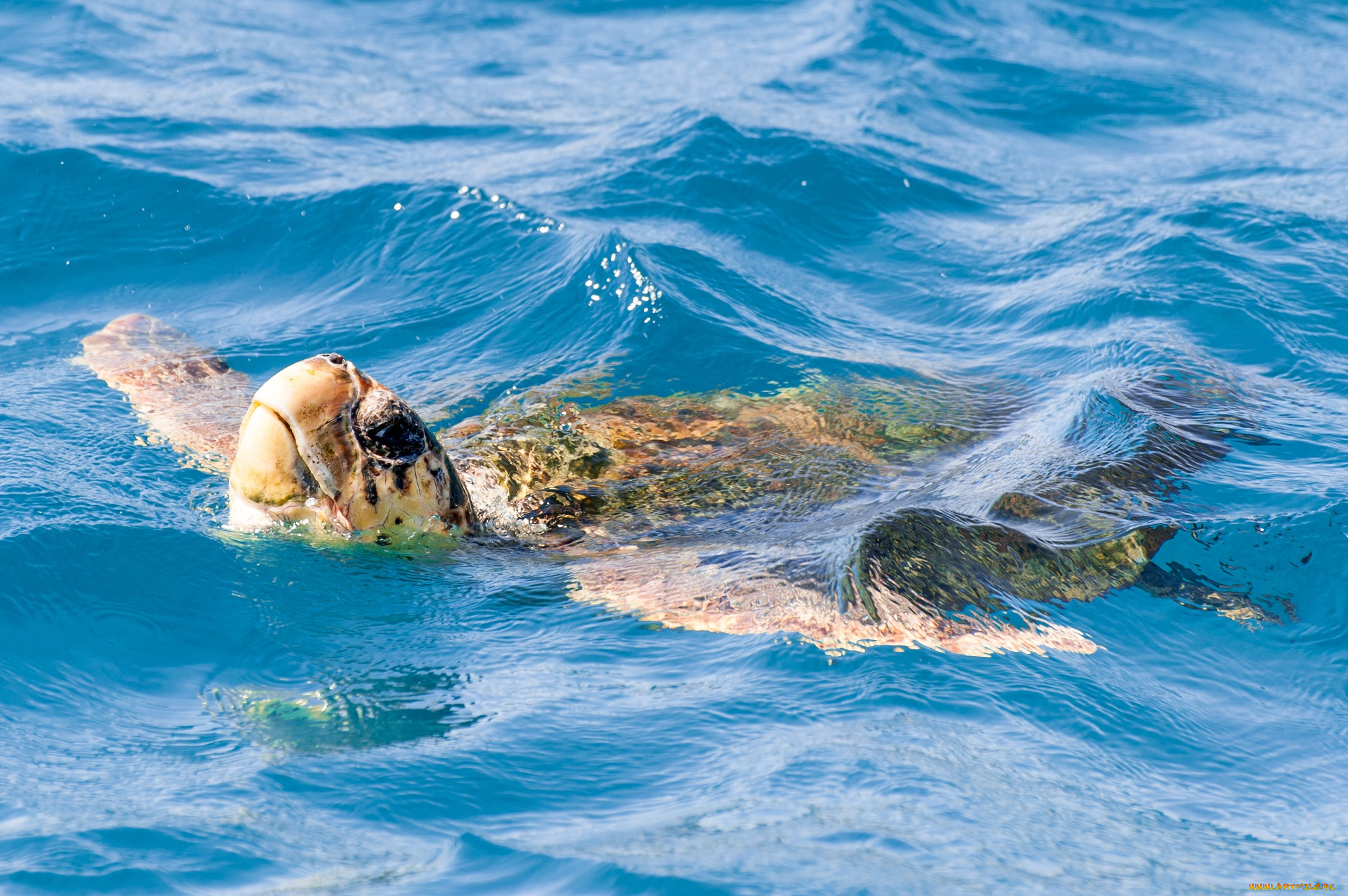 животные, Черепахи, черепаха, вода, заплыв