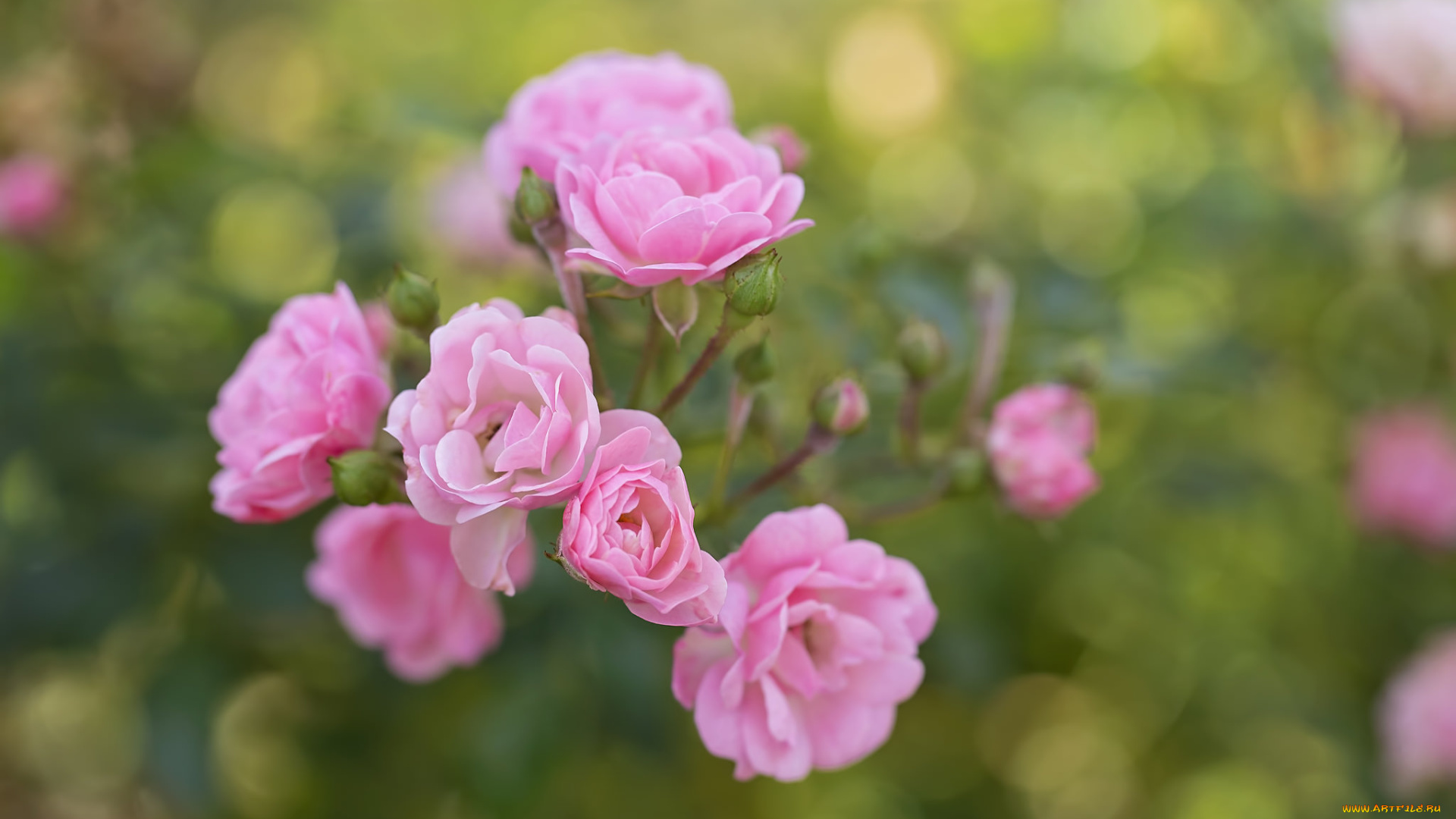 цветы, розы, роза, petals, bud, rose, цветение, листья, лепестки, бутон, blossoms, leaves