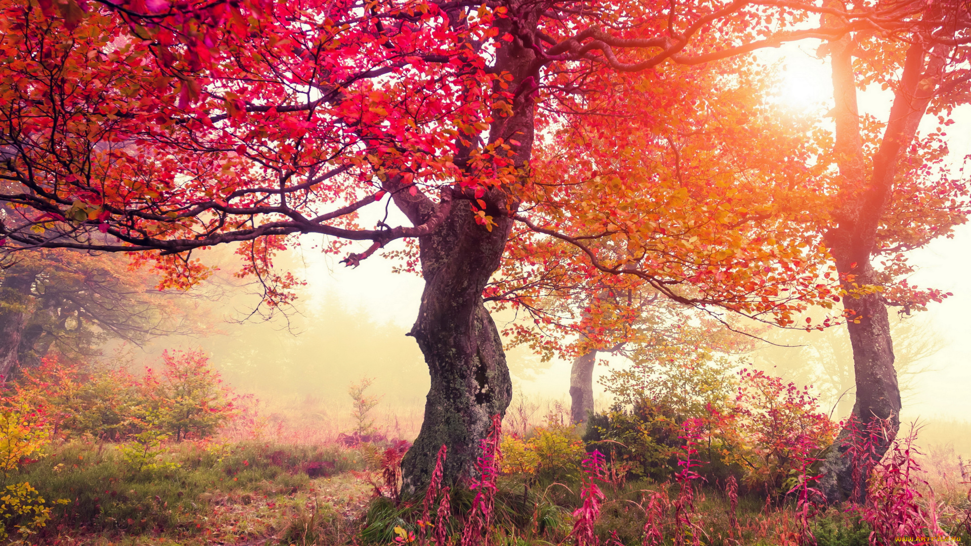 природа, деревья, лучи, осень, листва
