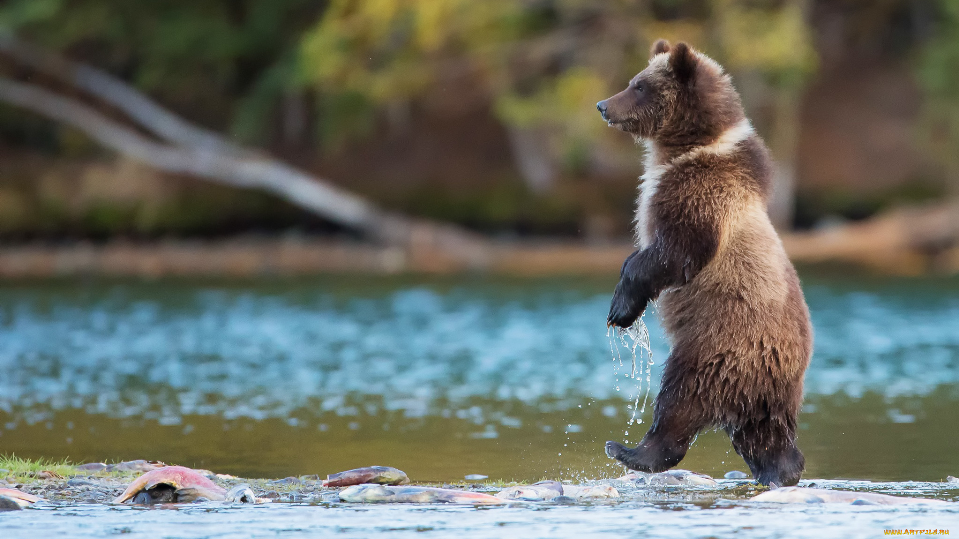 животные, медведи, гризли, медведь, река, канада, идет, хищник, природа, рыба, вода