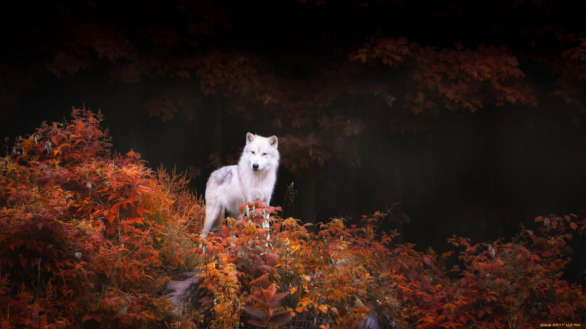 животные, волки, , койоты, , шакалы, кусты, деревья, природа, лес, осень, хищник, волк, листва