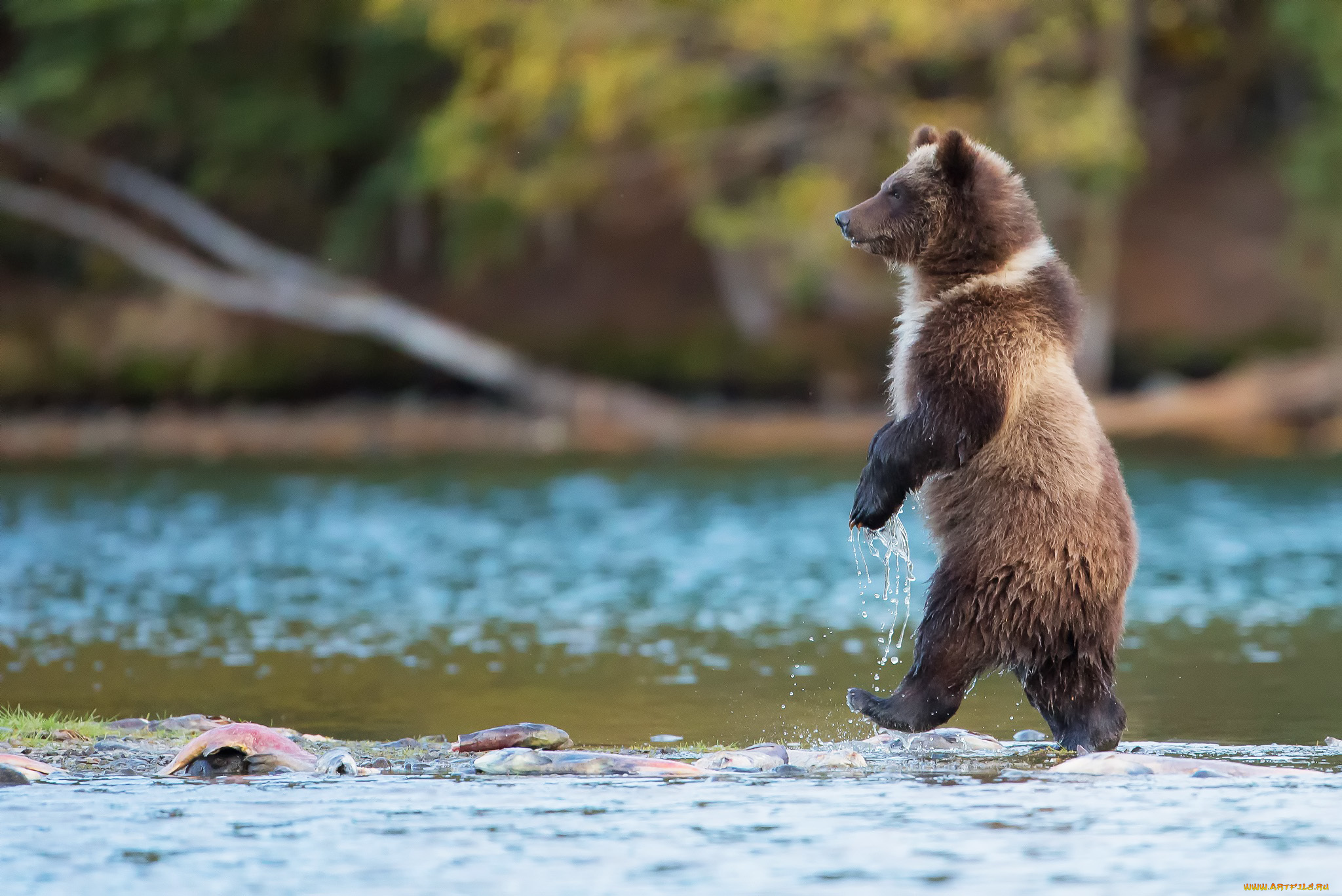 животные, медведи, гризли, медведь, река, канада, идет, хищник, природа, рыба, вода