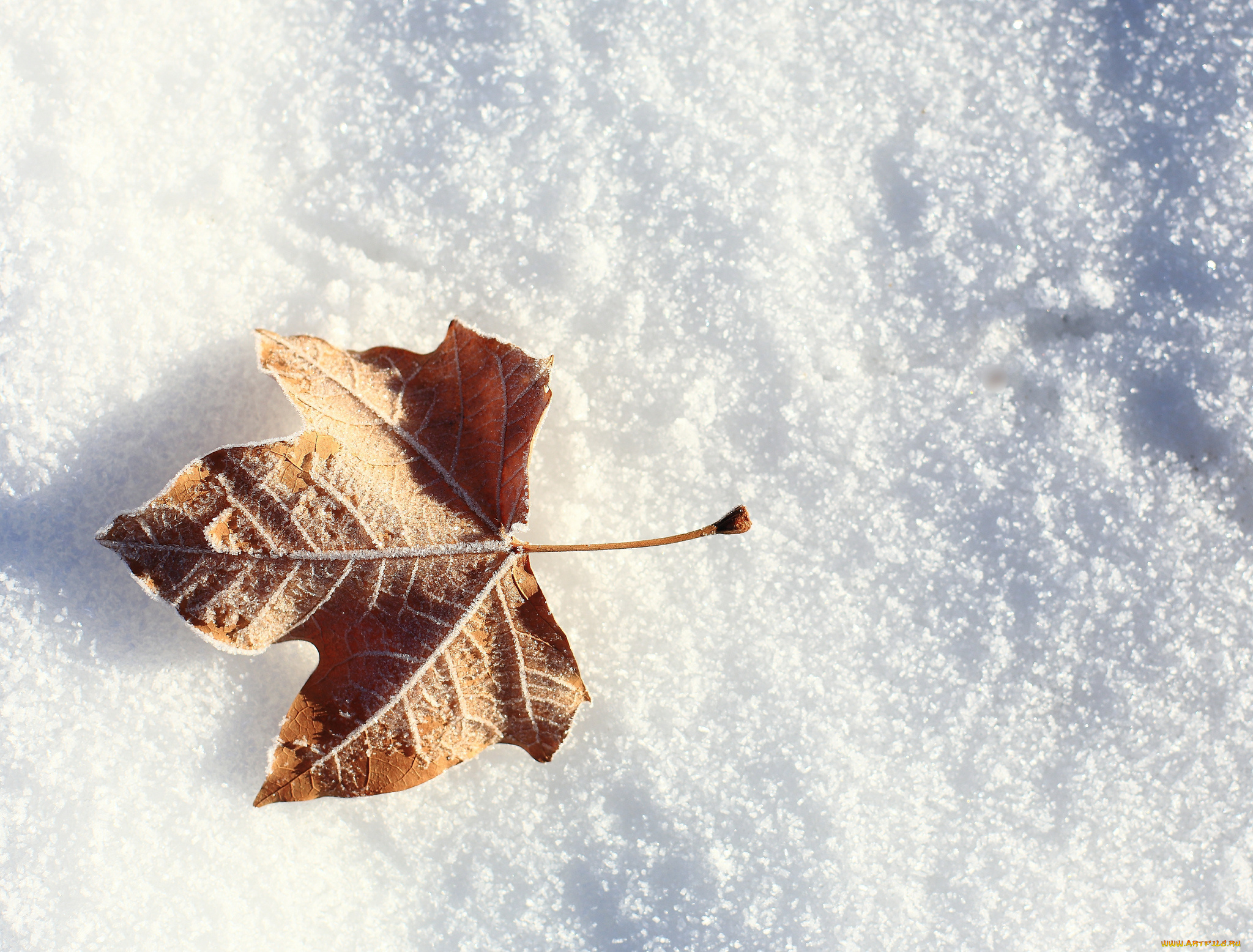 природа листья снег nature leaves snow бесплатно