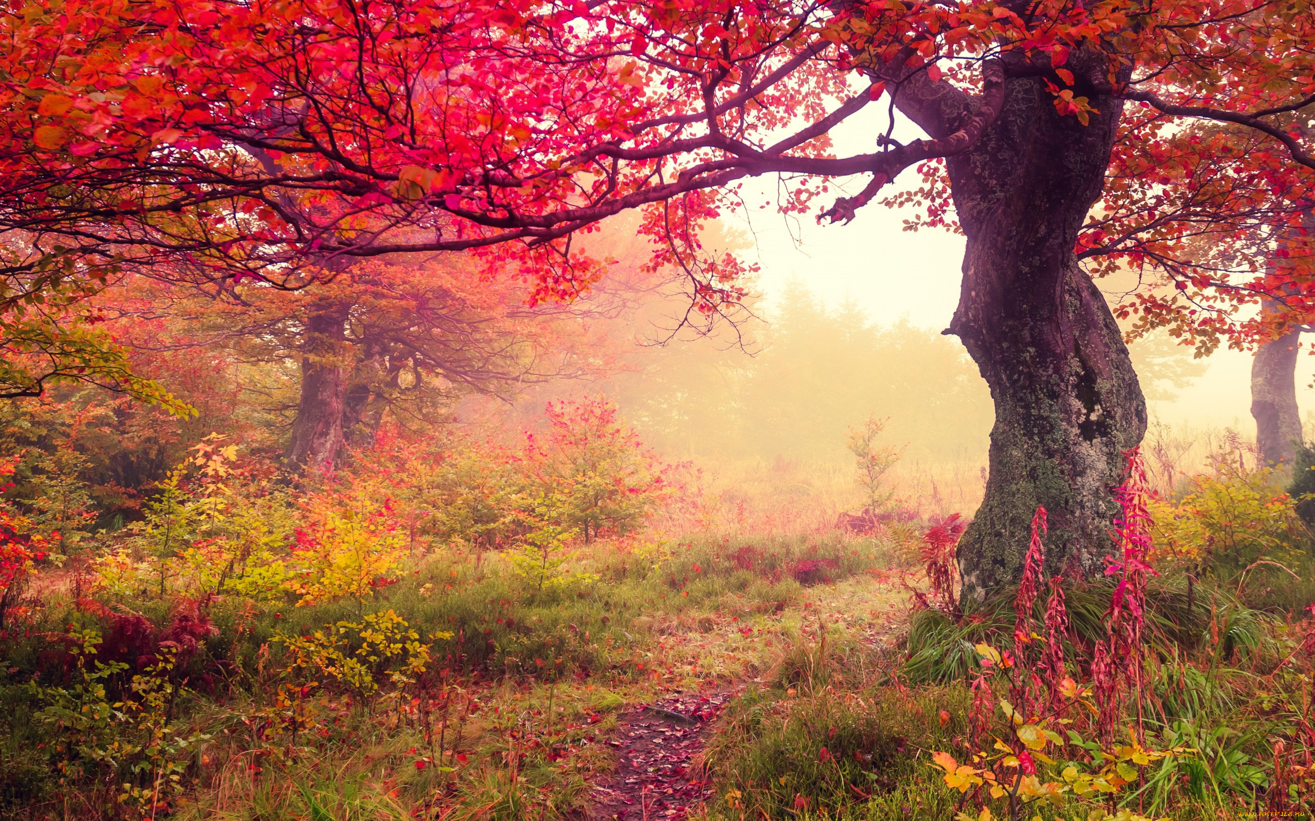 природа, лес, листья, leaves, autumn, осень, tree, forest