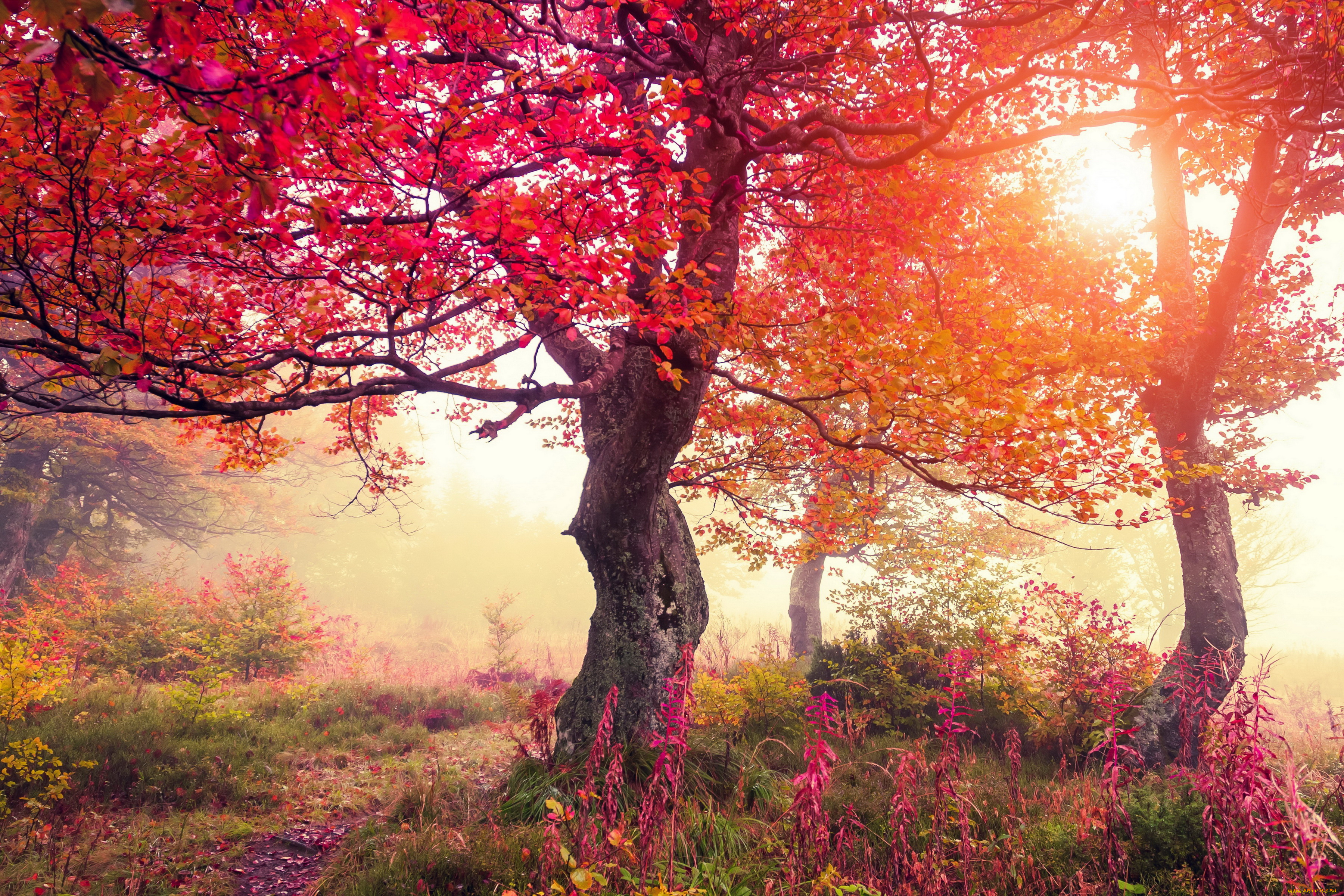 природа, деревья, лучи, осень, листва