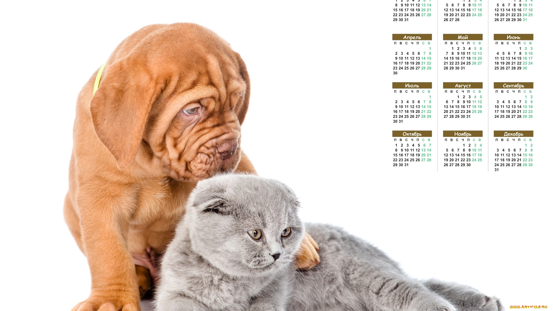 календари, животные, собака, белый, фон, кошка