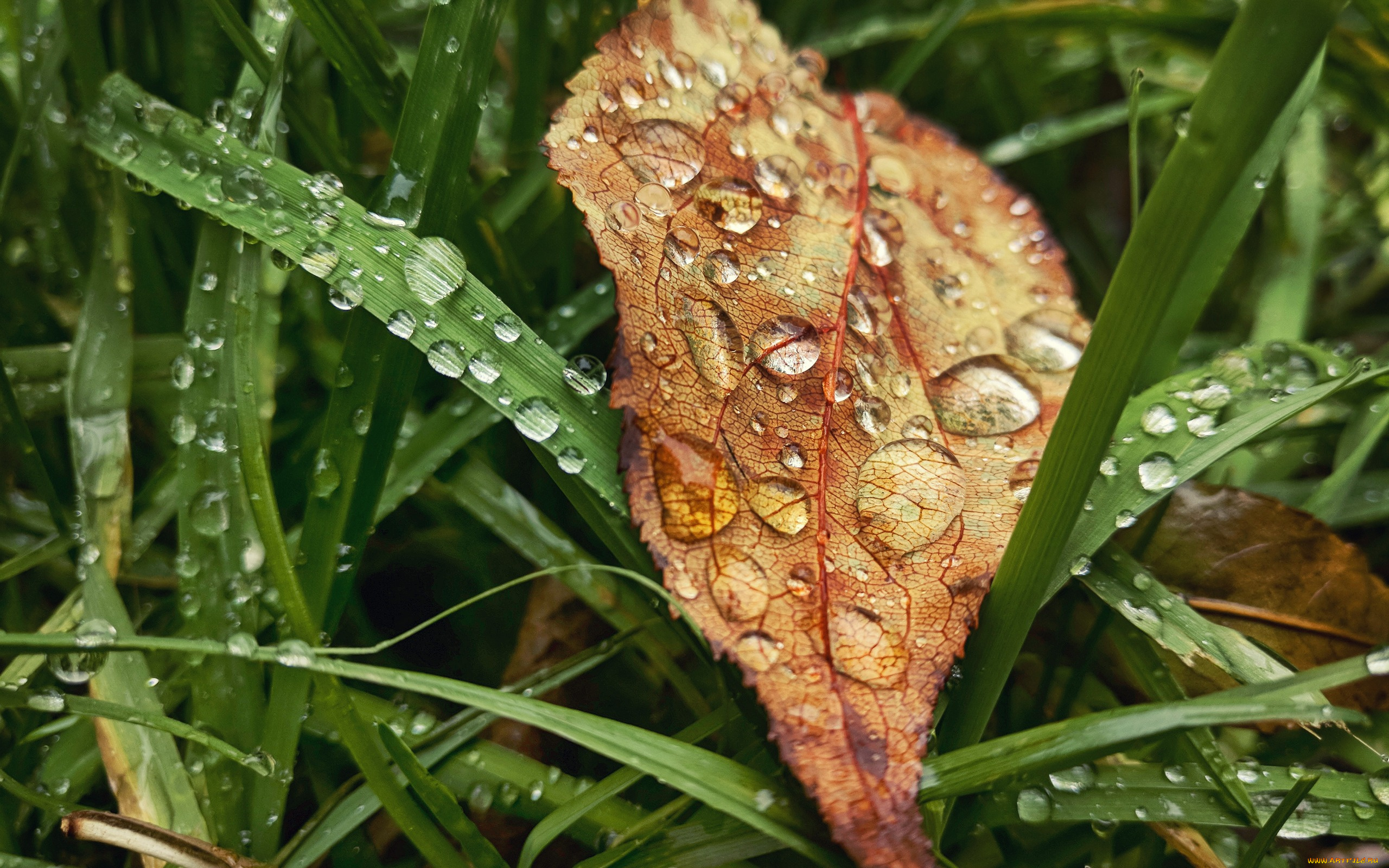 природа, макро, листья, rain, трава, grass, настроение, drop, autumn, дождь, лист, капли, осень, leaves, fall