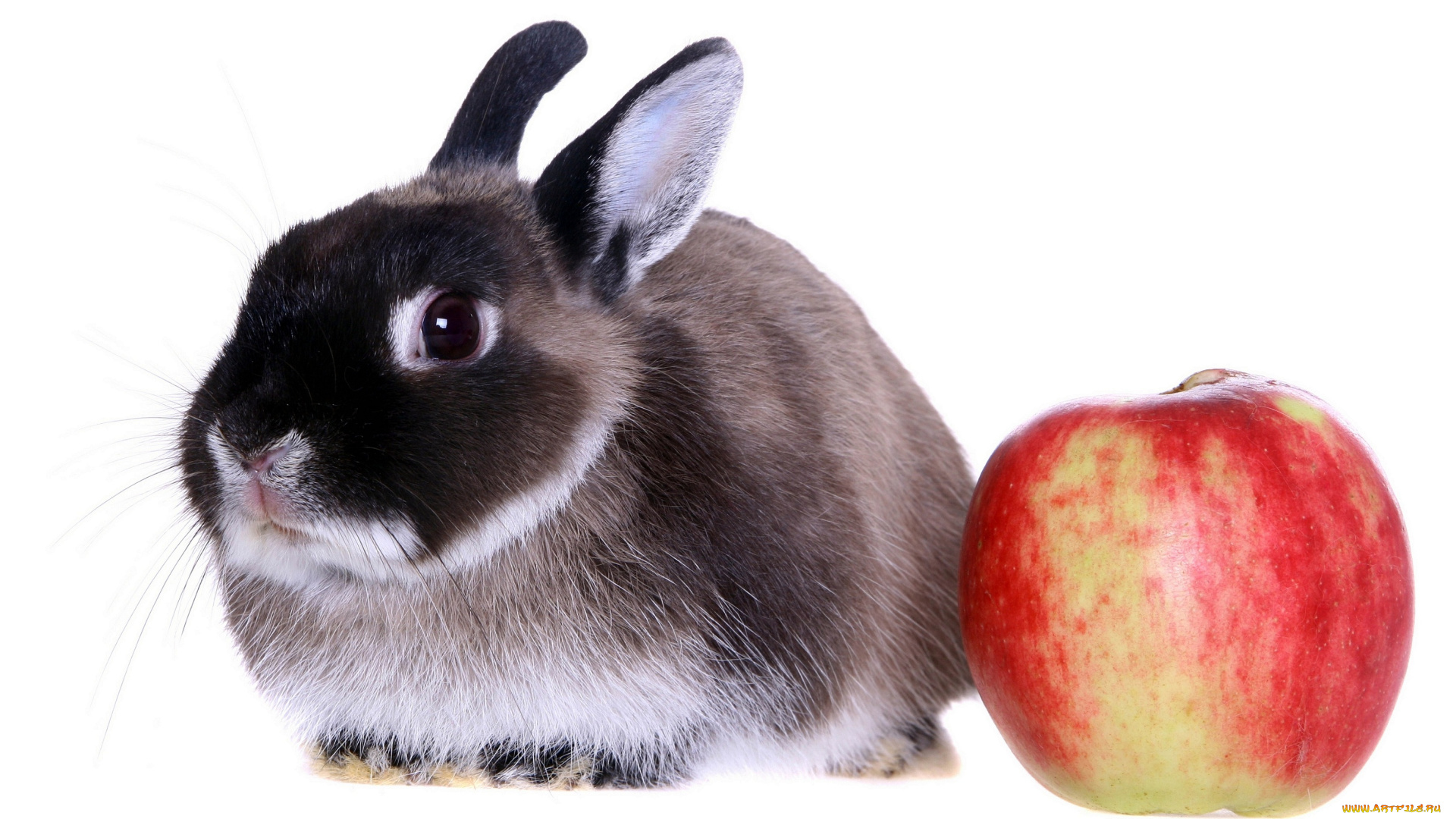 животные, кролики, , зайцы, кролик, яблоко