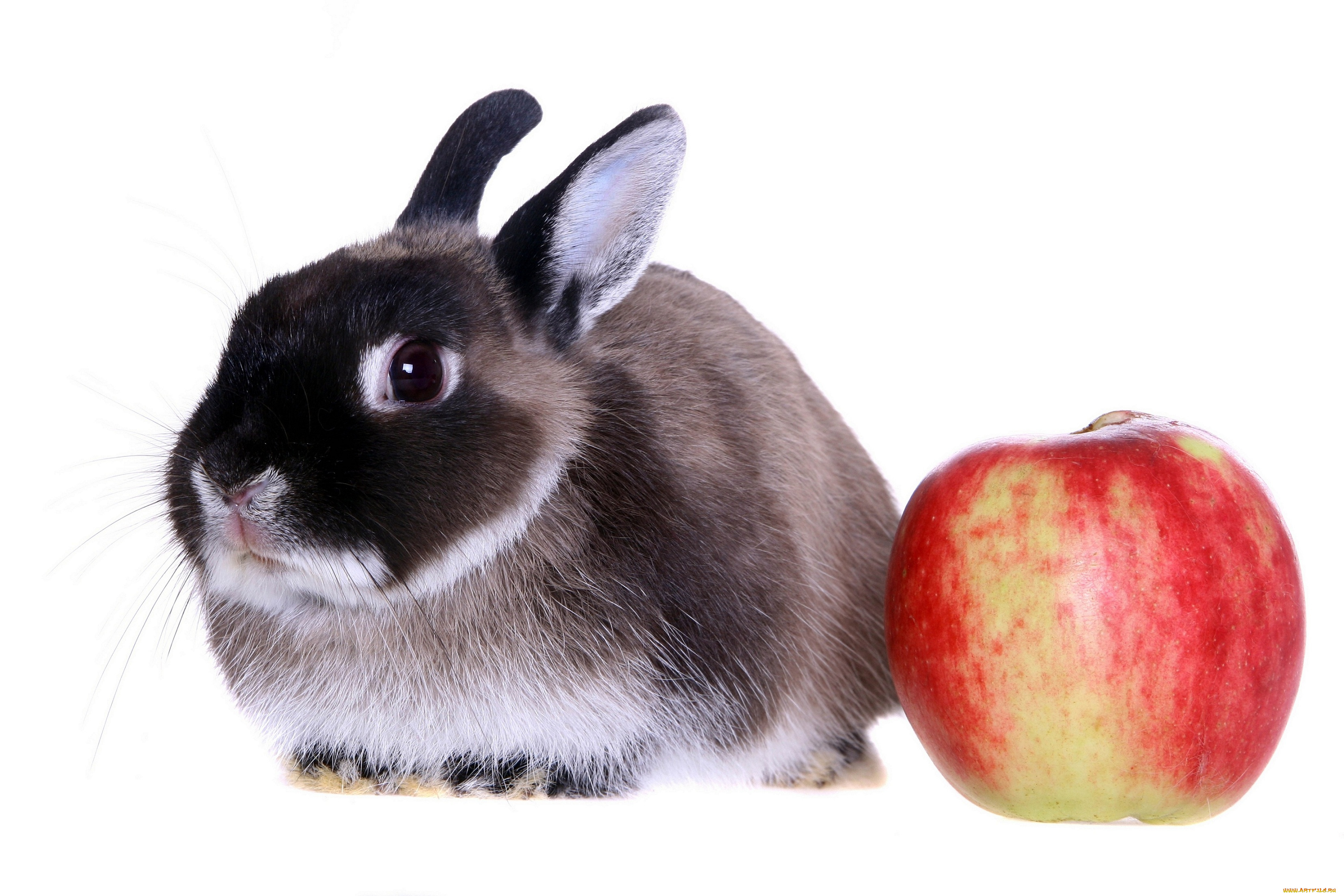 животные, кролики, , зайцы, кролик, яблоко
