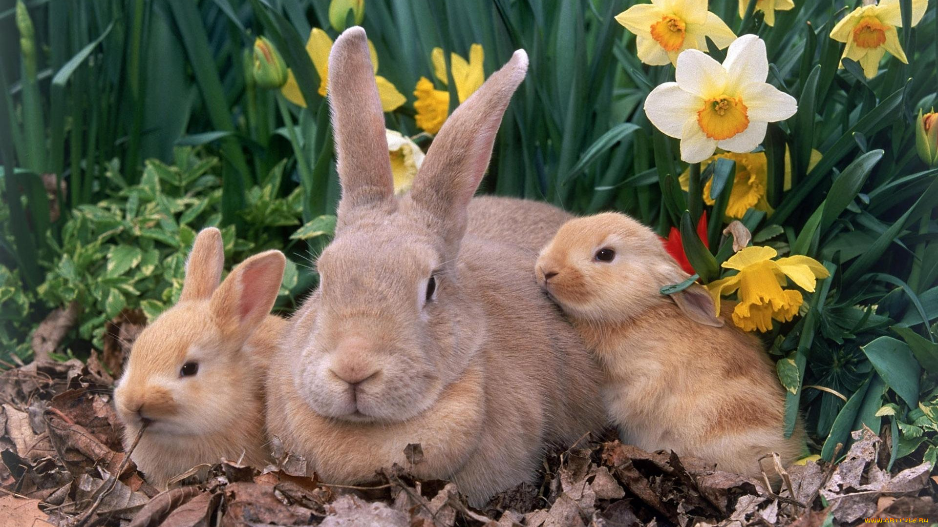 животные, кролики, зайцы