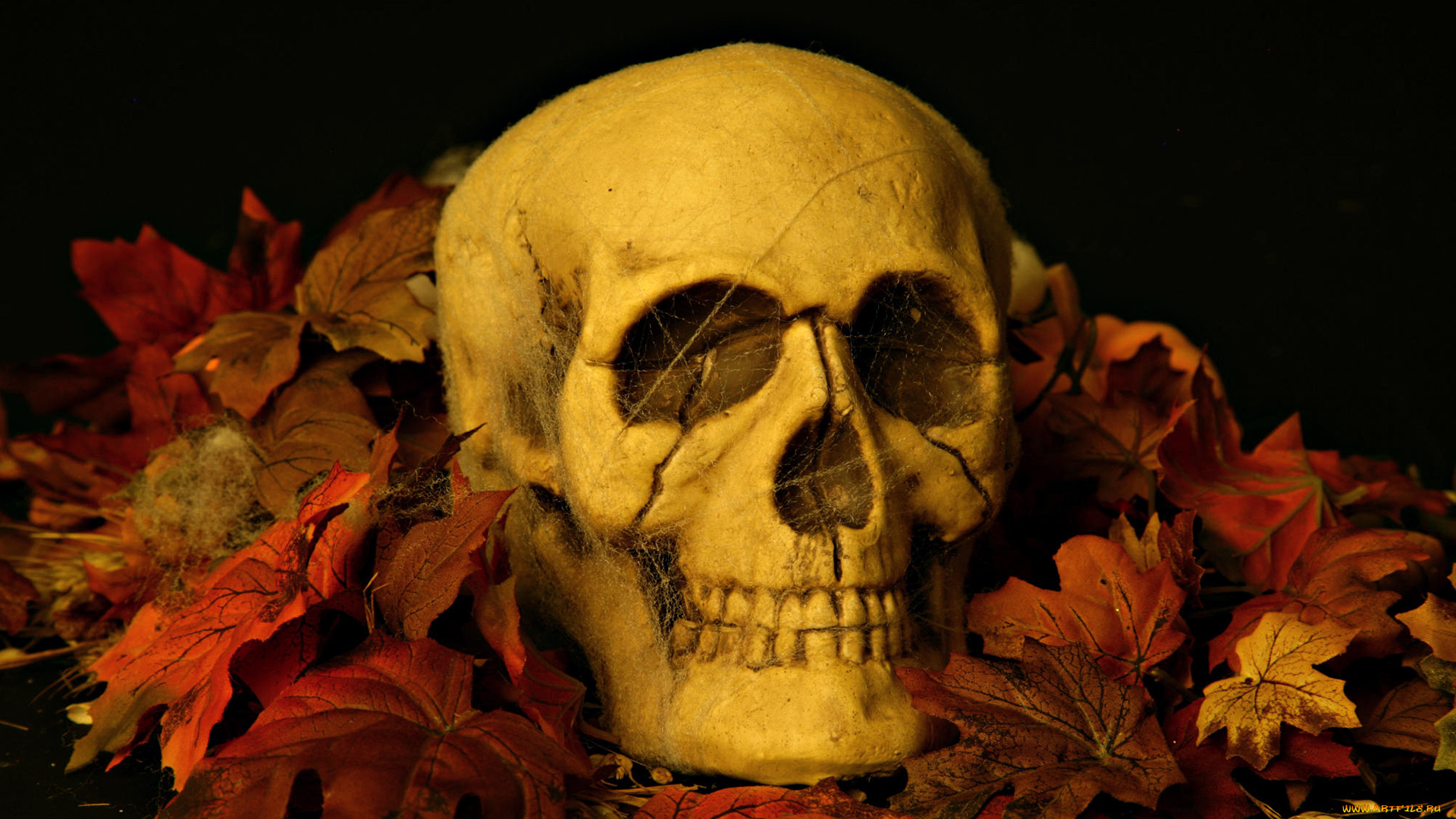 разное, кости, рентген, листья, череп