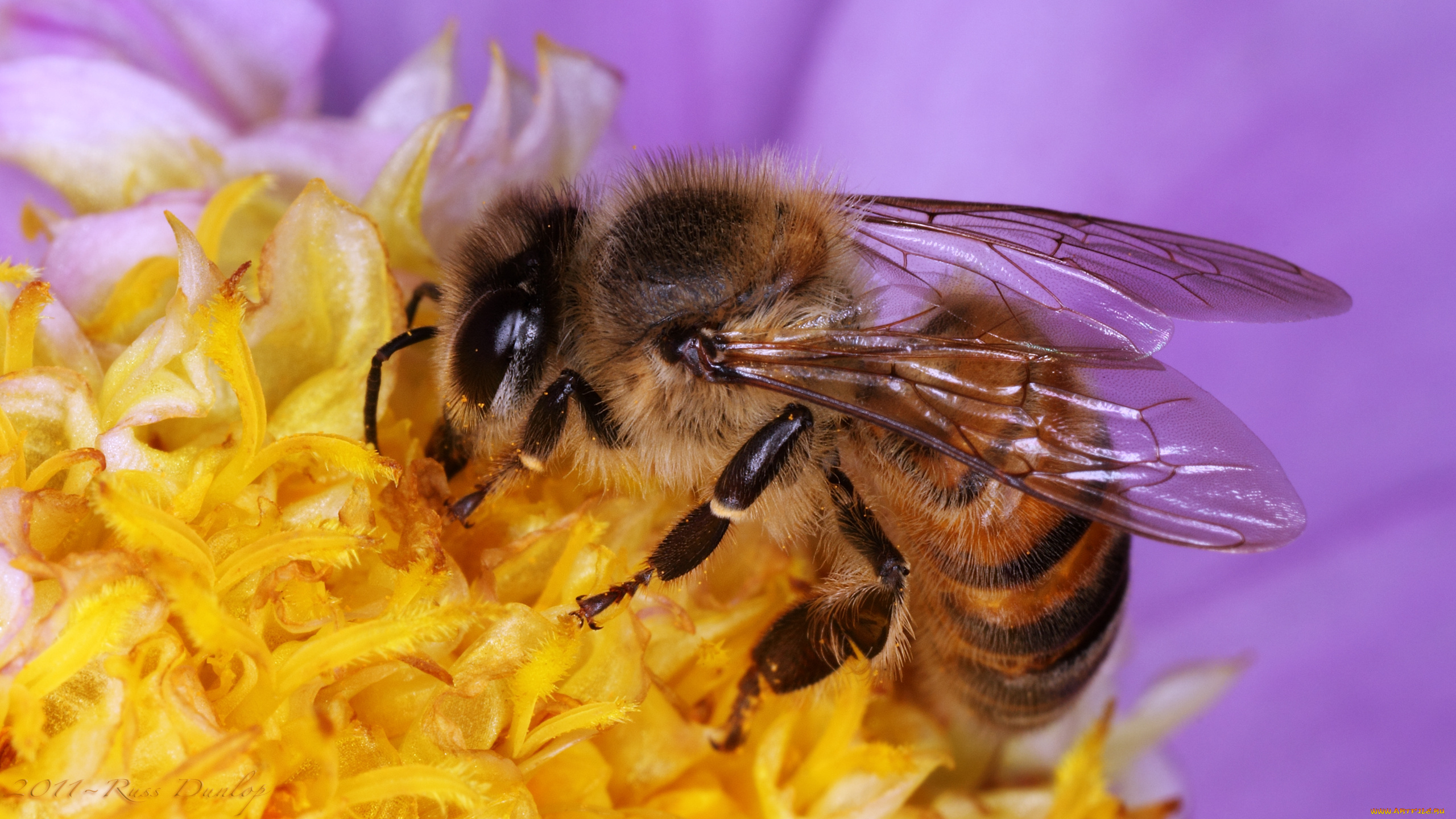 Пчела на желтом цветке скачать