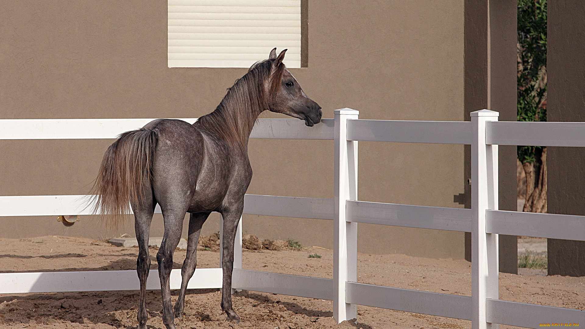 животные, лошади, конь, arabian, horse, фон