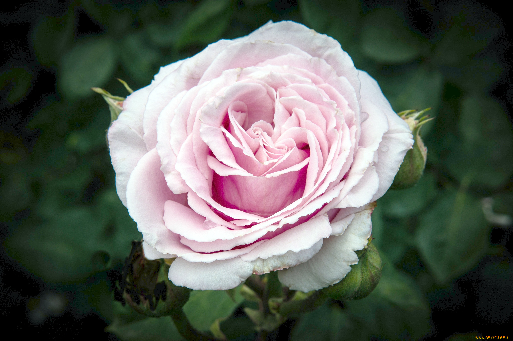 цветы, розы, бутоны, пышный, бледно-розовый