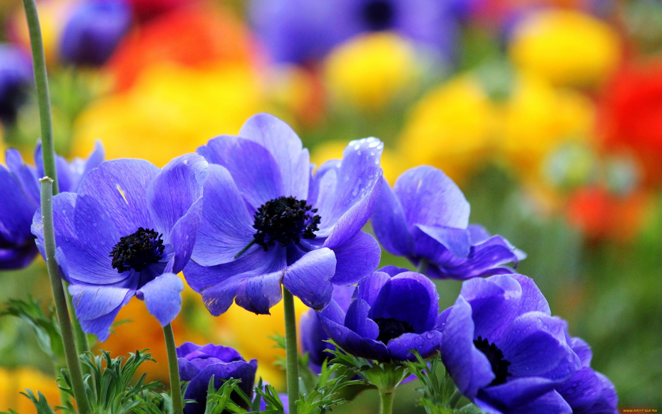 цветы, анемоны, адонисы, синий