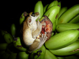 Лягушка на банане без смс
