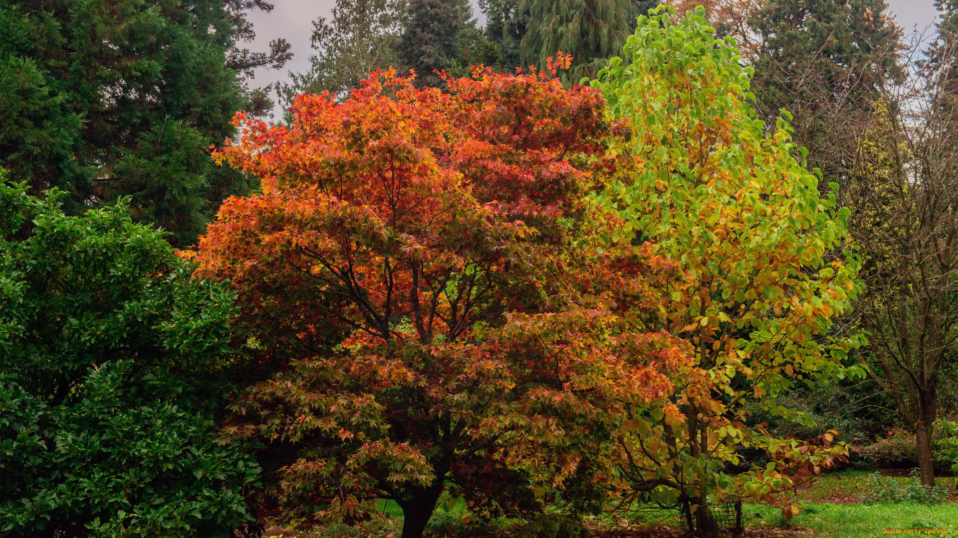 batsford, park, англия, природа, парк, лужайка, деревья, осень