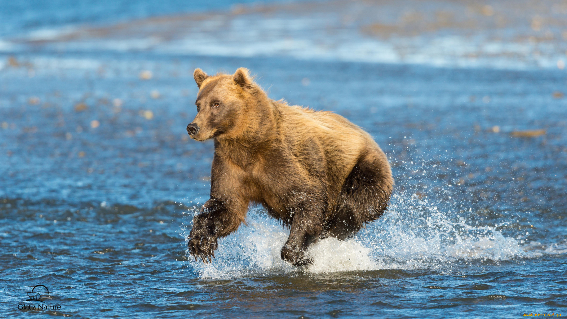 cook, inlet, alaska, животные, медведи, залив, кука, аляска