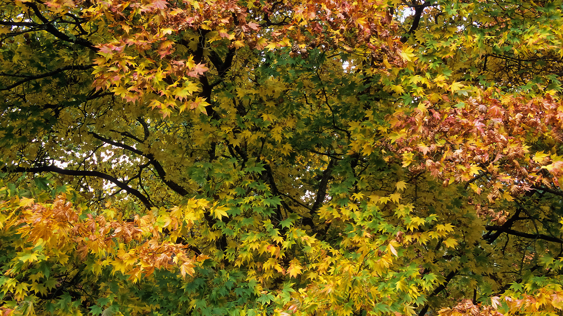 природа, деревья, осень, дерево, листья