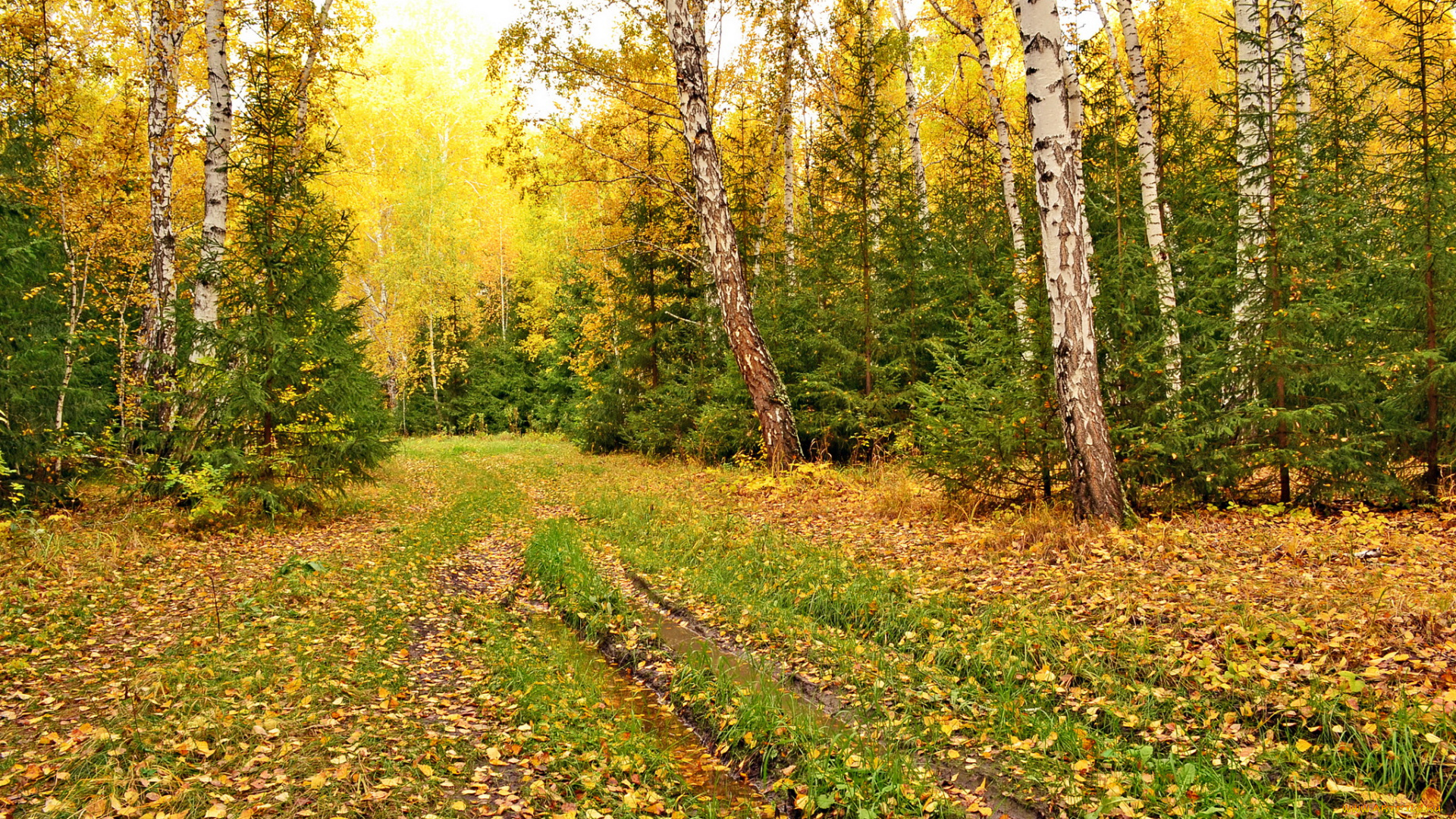 природа, дороги, осень, дорога, лес