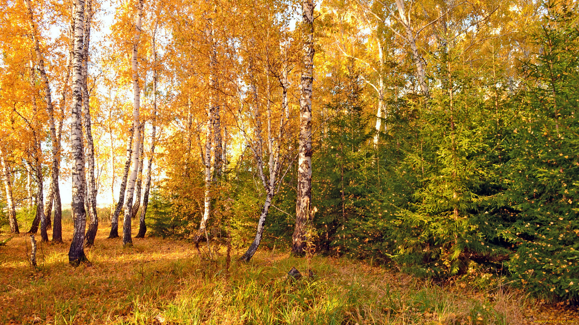 природа, лес, осень, омск, березы, ели