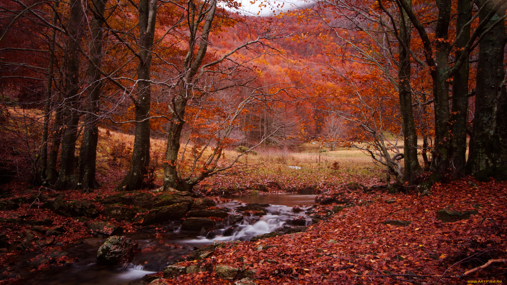природа, лес, ручей, горы, осень