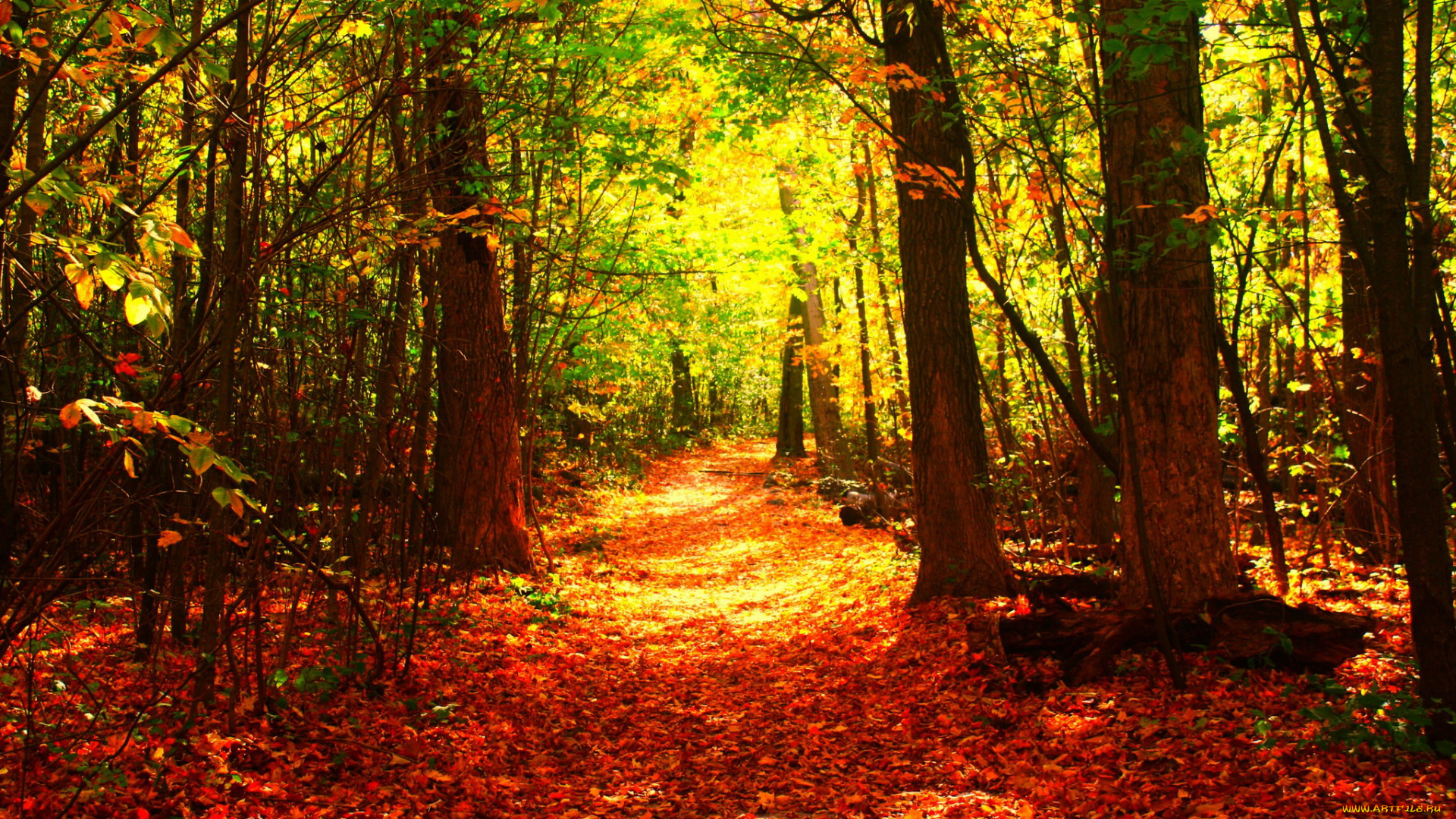 природа, лес, тропинка, деревья, осень