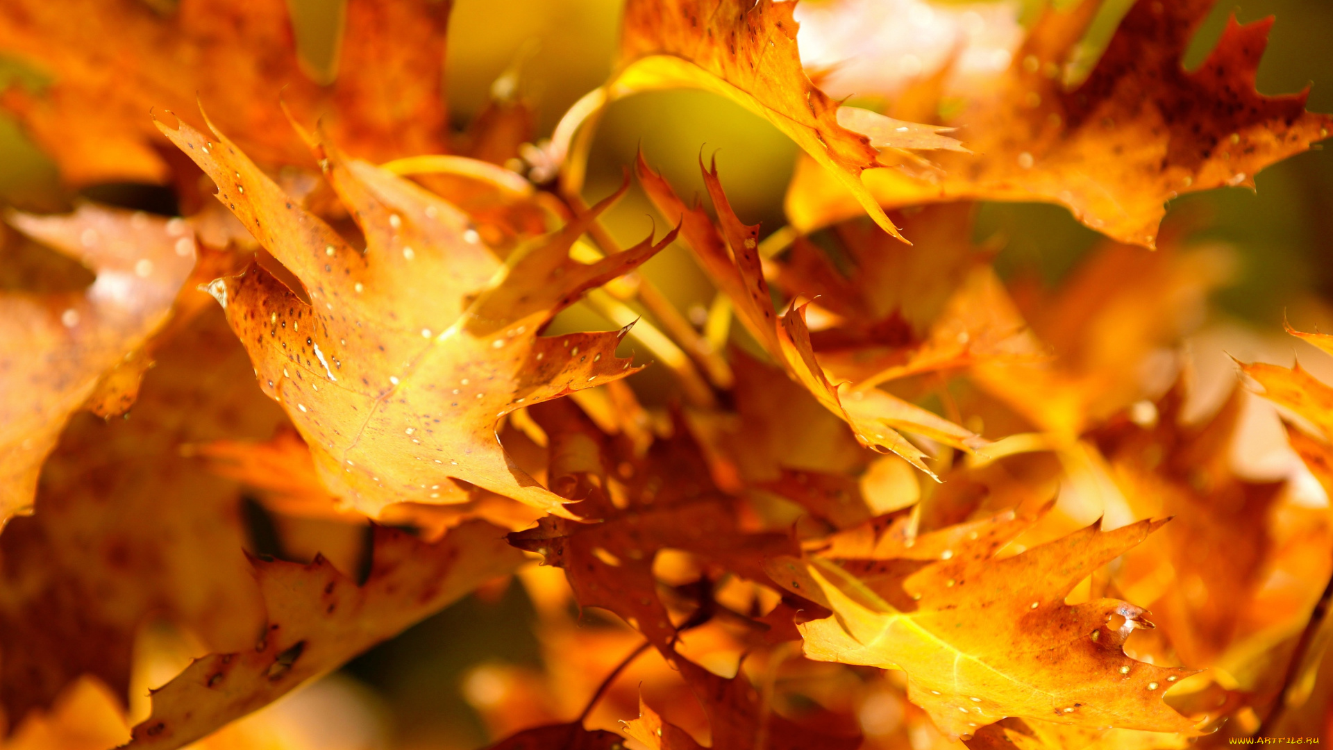 природа, листья, желтые, осень