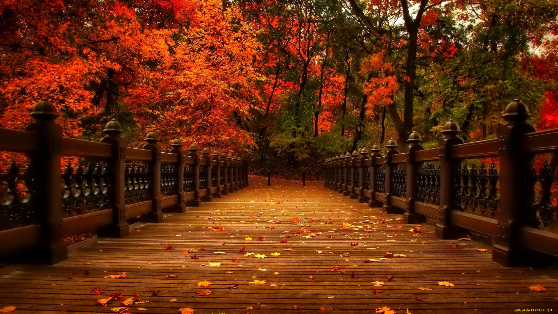 природа, парк, осень, листья, деревья