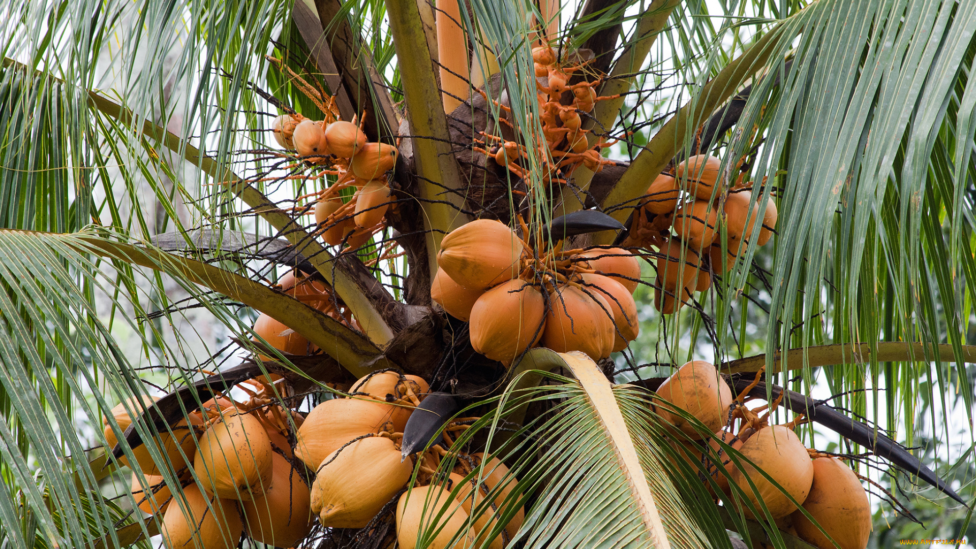 природа, плоды, пальма, кокос