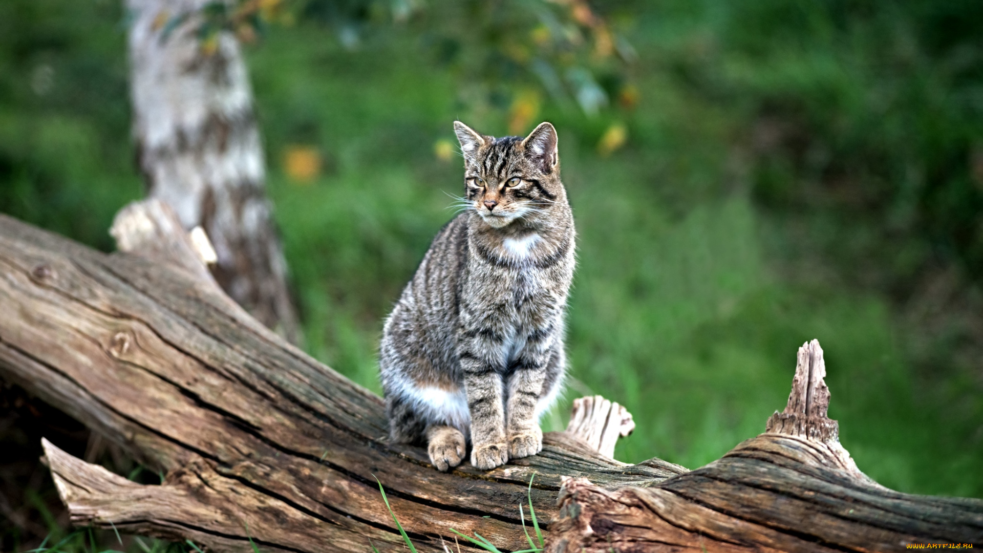 животные, дикие, кошки, лесной, кот