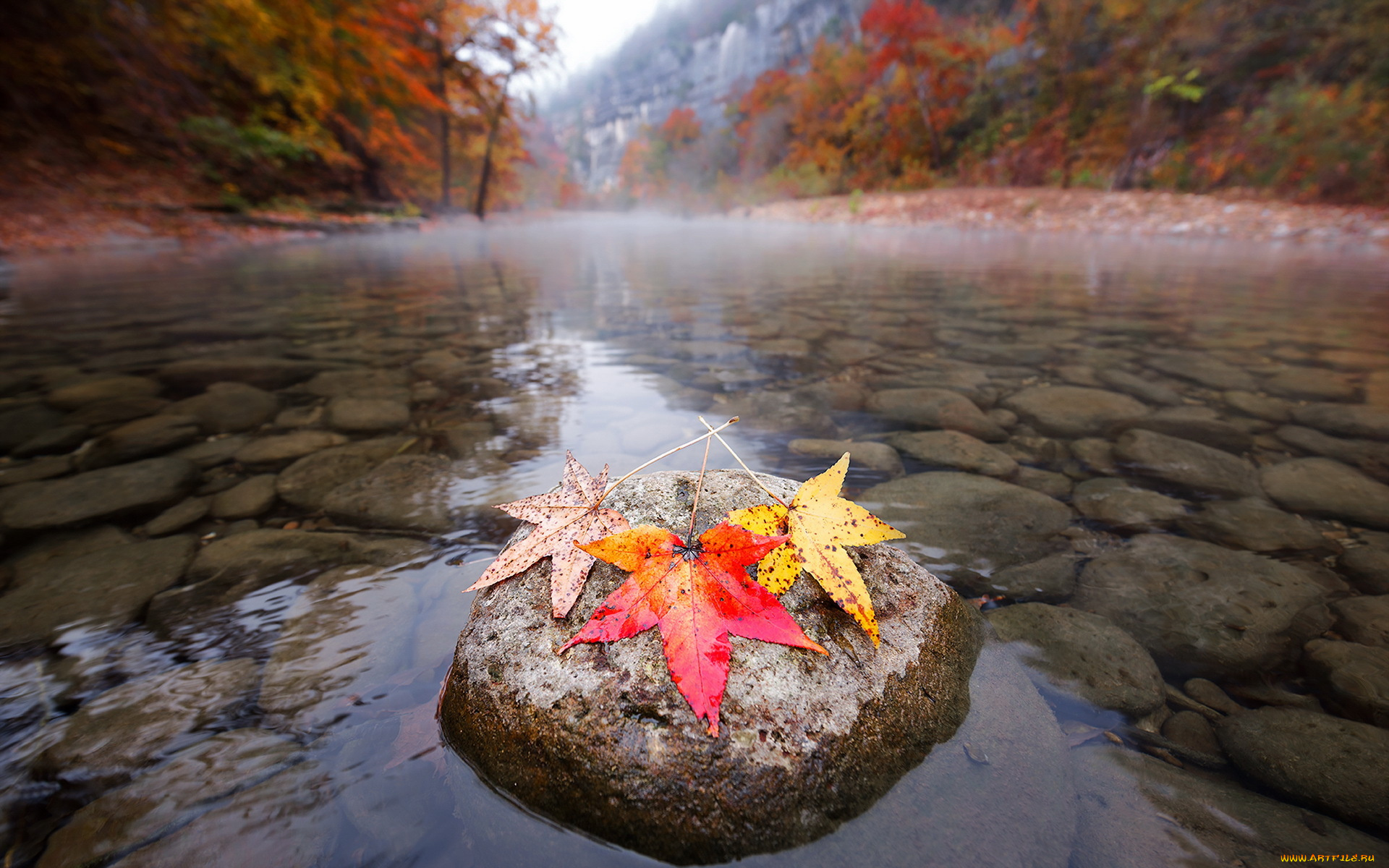 природа, реки, озера, дно, камни, осень, листья, река
