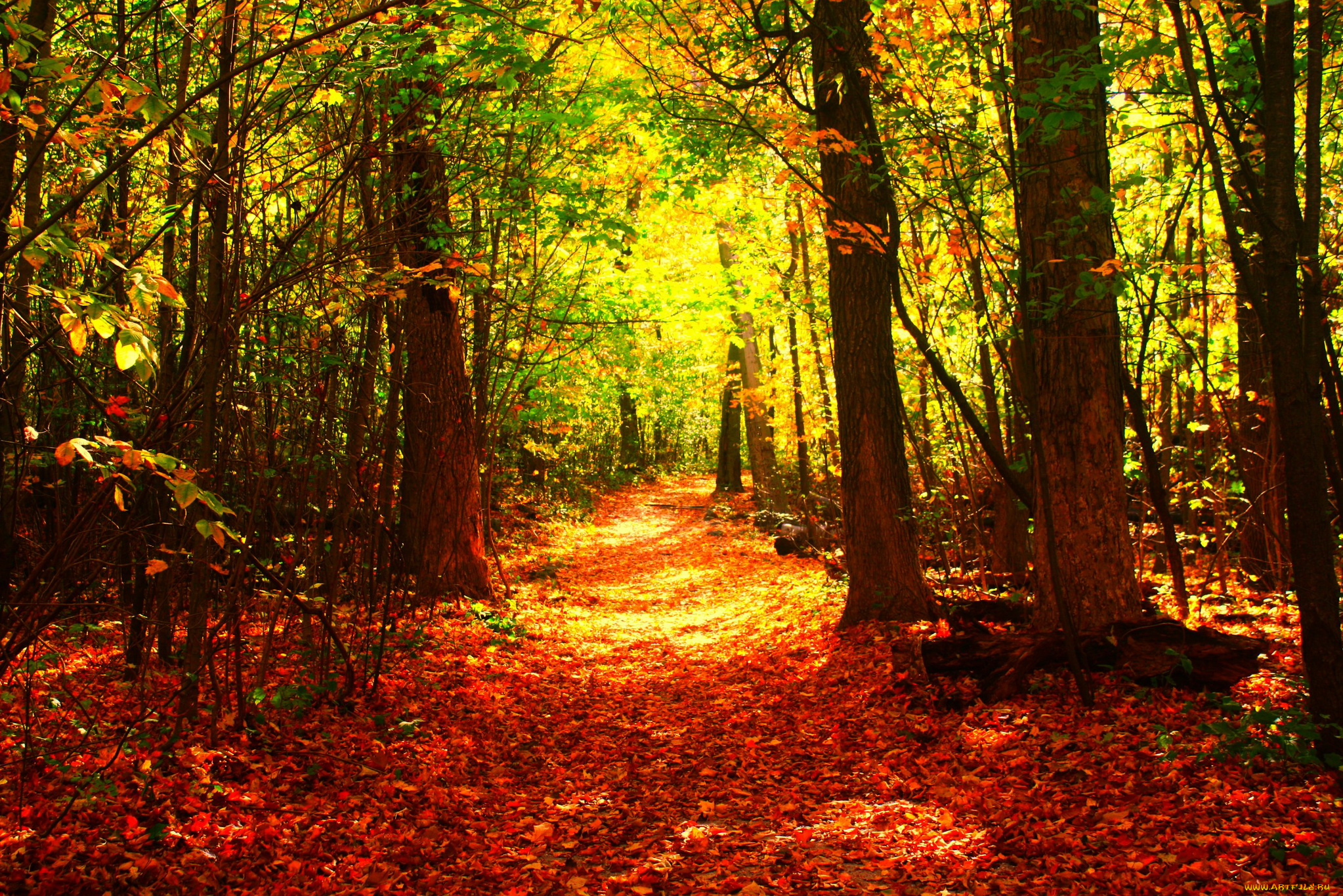 природа, лес, тропинка, деревья, осень
