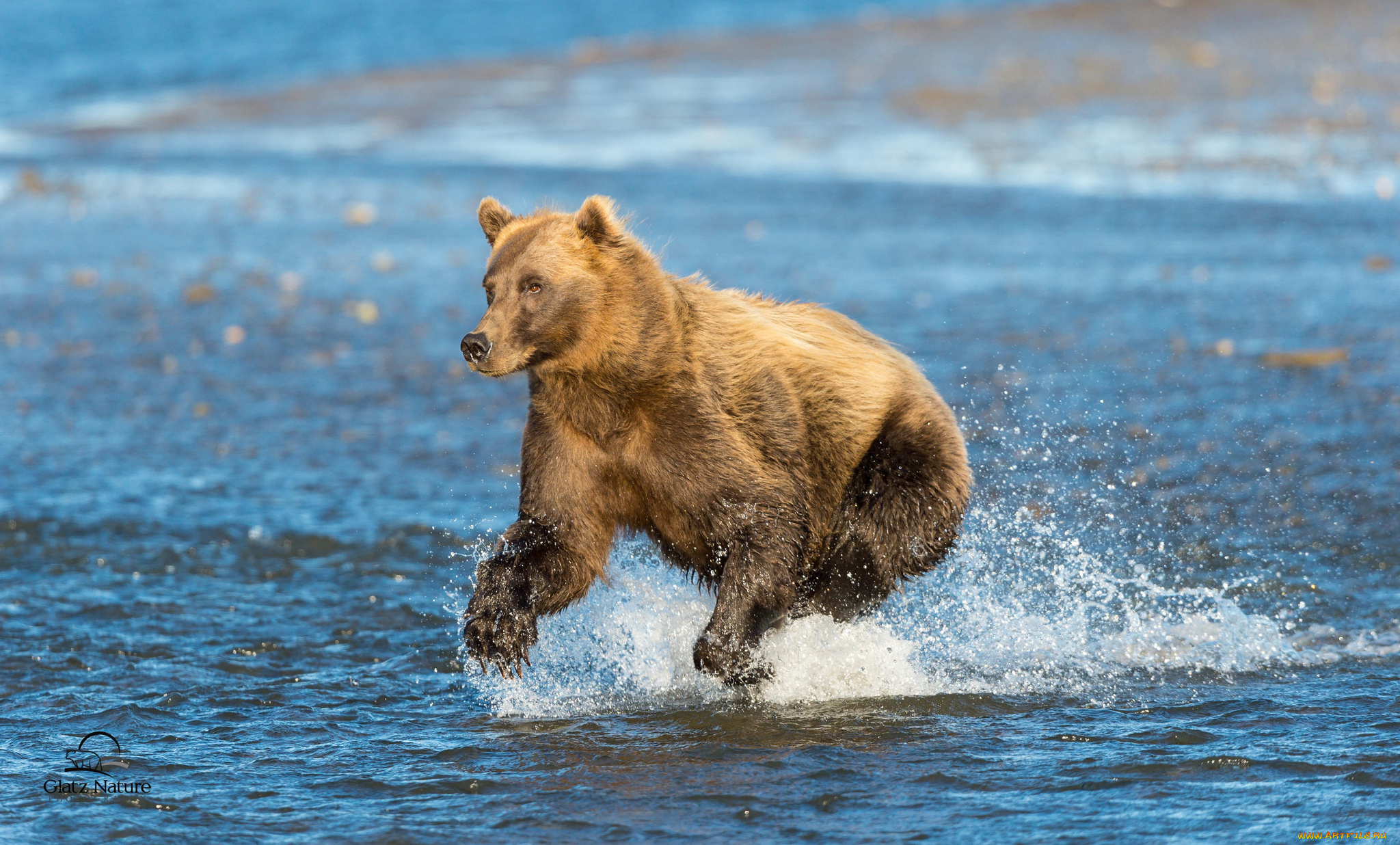 cook, inlet, alaska, животные, медведи, залив, кука, аляска