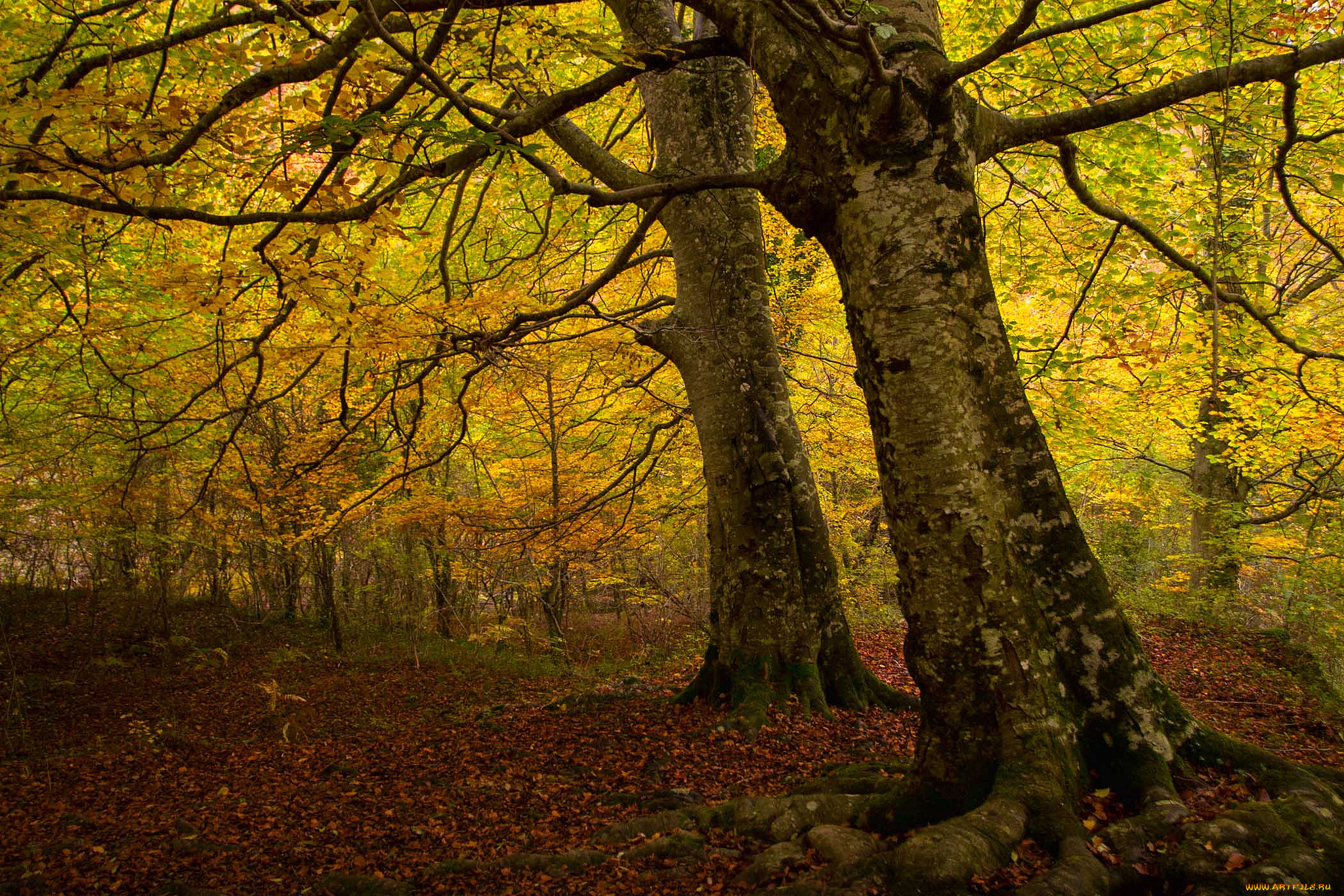 природа, лес, осень, листва, желтые, кроны