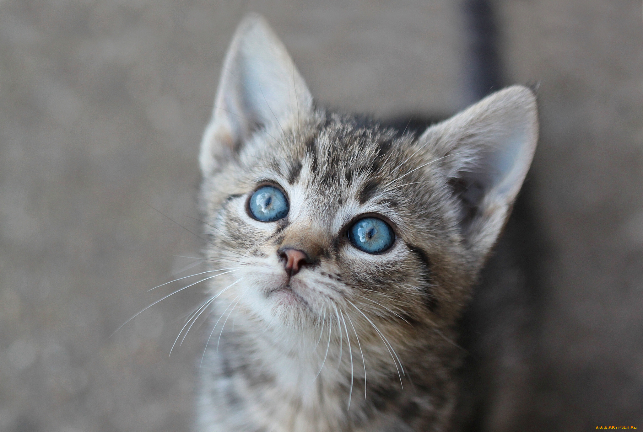 животные, коты, голубые, глаза, мордочка, котёнок