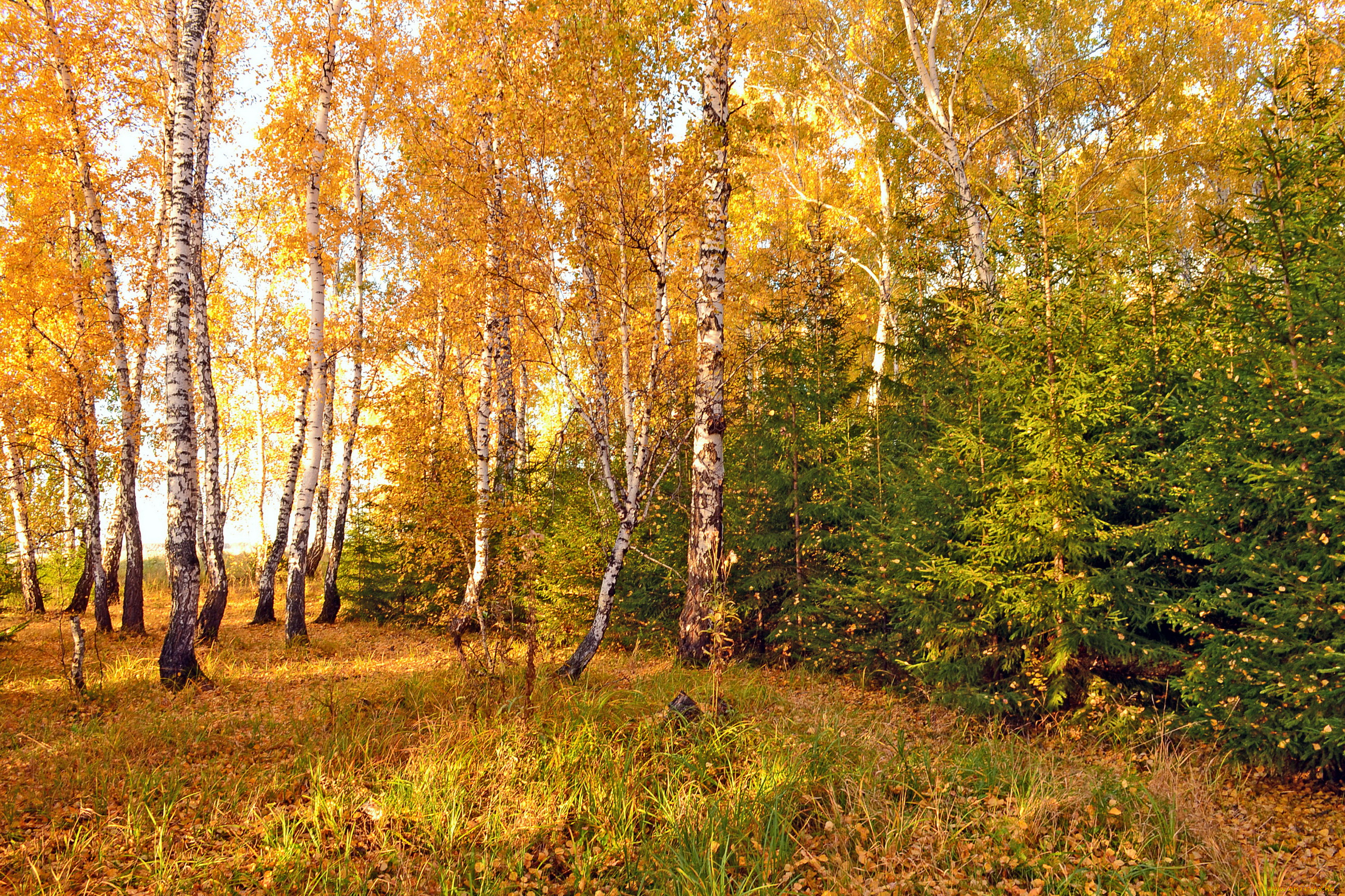 природа, лес, осень, омск, березы, ели