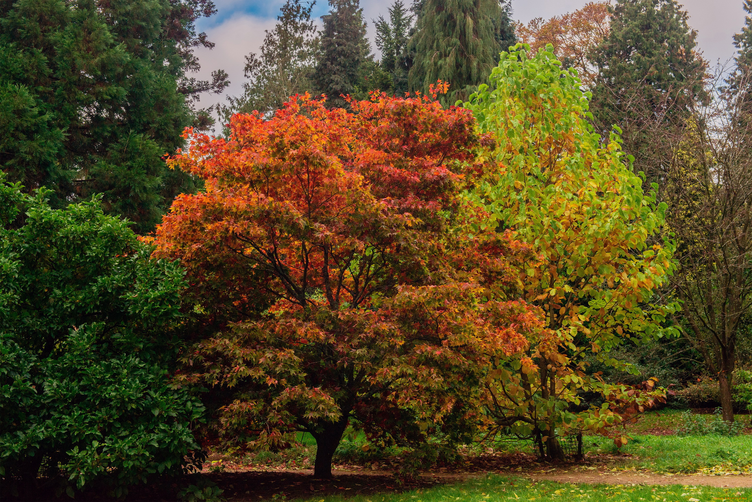 batsford, park, англия, природа, парк, лужайка, деревья, осень