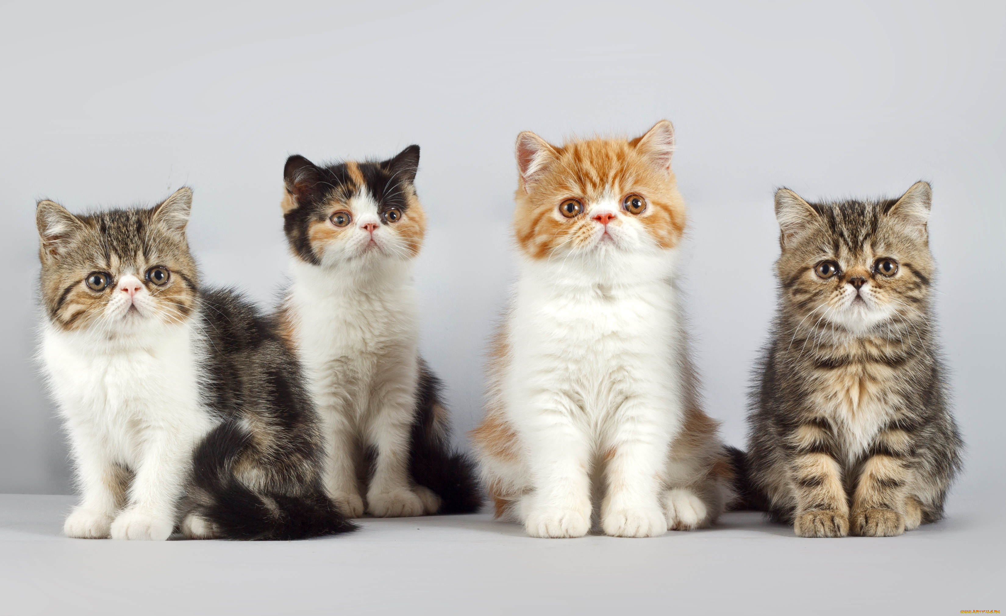 Четверо кошек. Котята разных цветов. Четыре кота. 4 Котенка. Котята разных пород.
