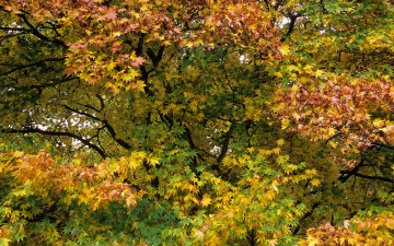 Картинка природа деревья осень дерево листья