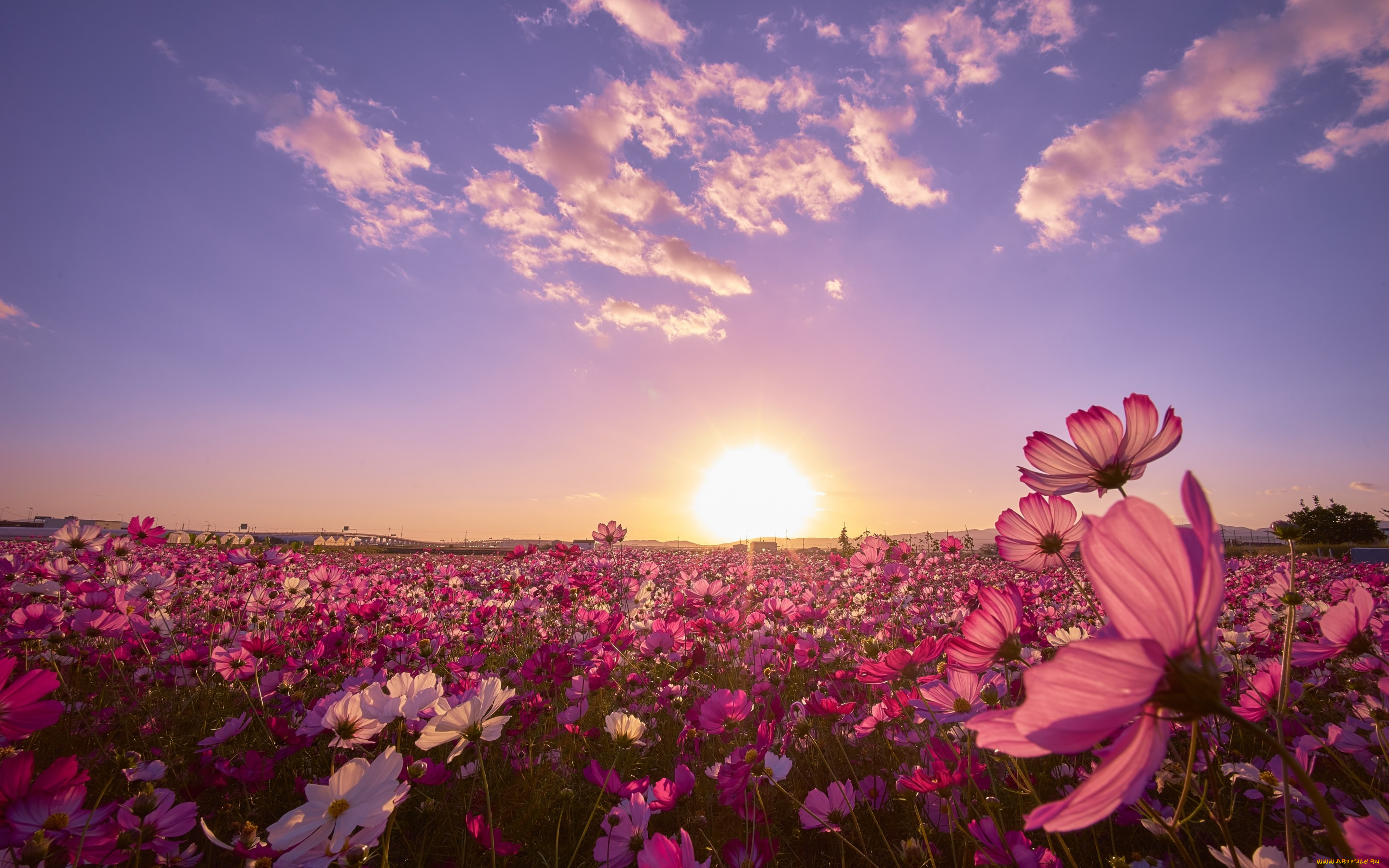 цветы, космея, закат, поле, космос, Япония