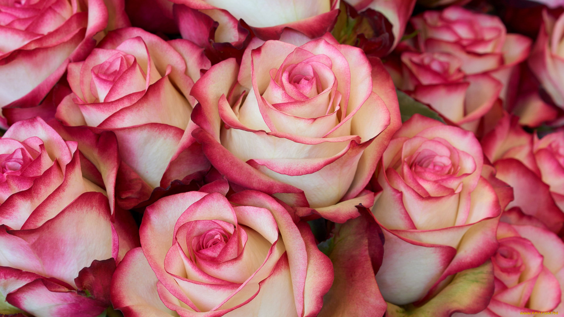 цветы, розы, много, бутоны, бело-розовый
