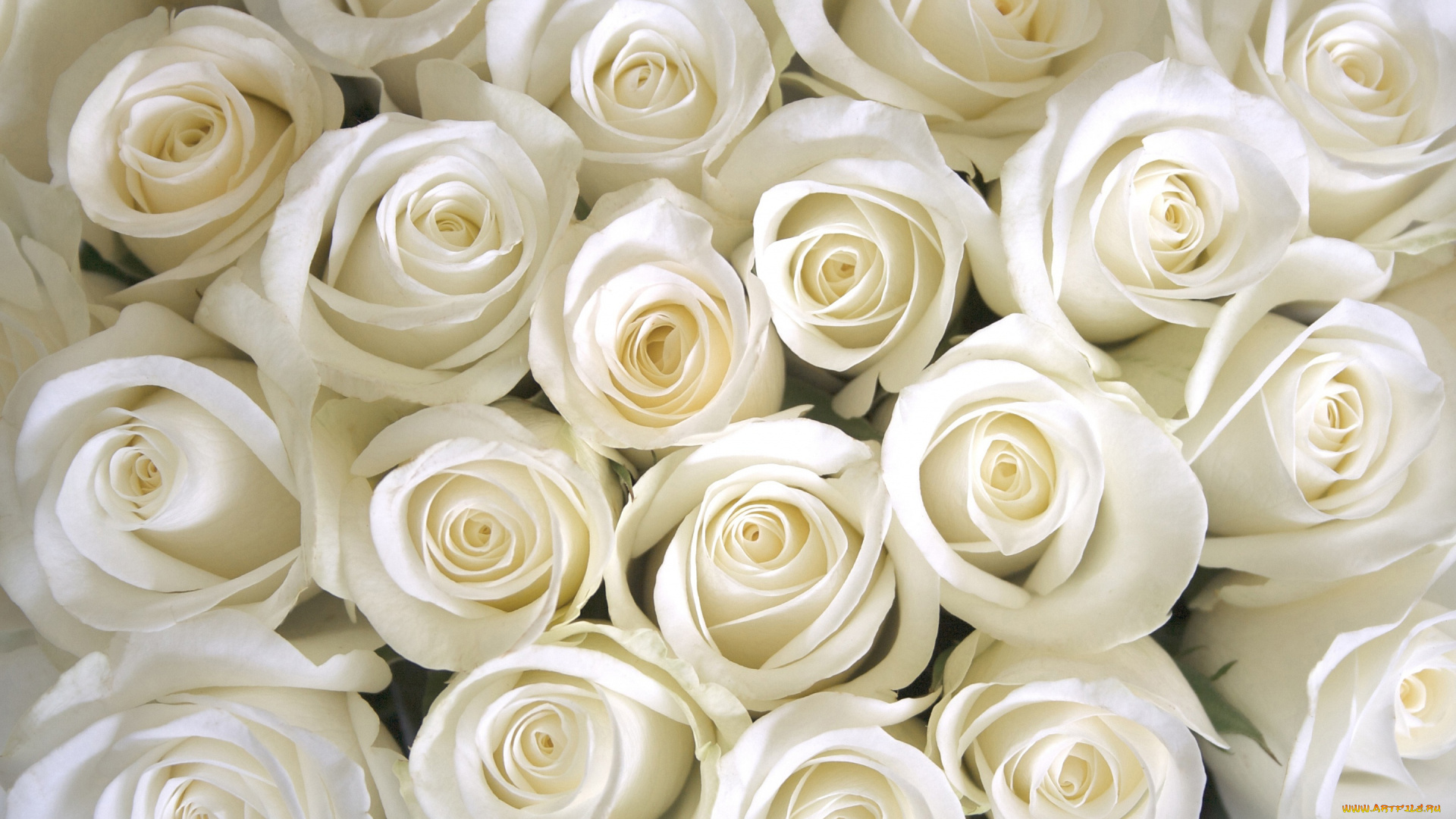 цветы, розы, white, roses, белые