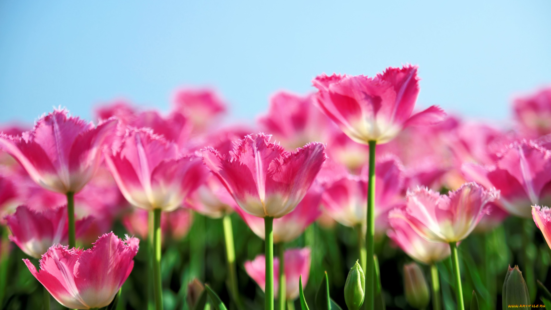 цветы, тюльпаны, поле, розовые, бутоны