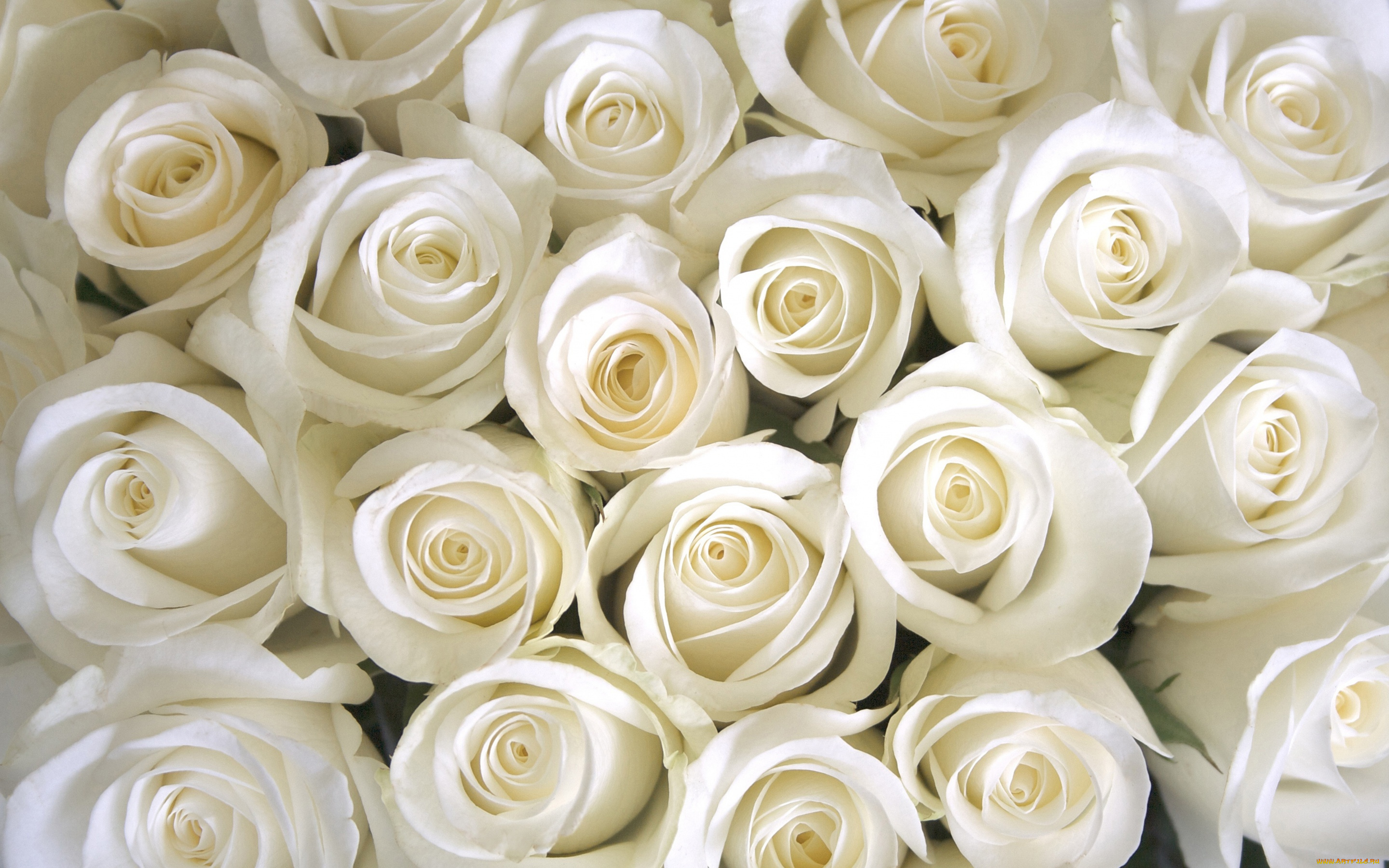 цветы, розы, white, roses, белые