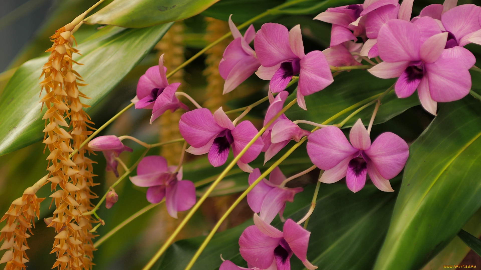 цветы, орхидеи, дендробиум, фаленопсис, дендрохилум, кобба