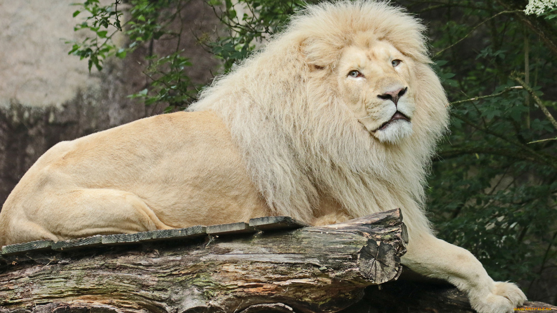 лев, альбинос, животные, львы, лев, самец, грива, альбинос, белый, аномалия, хищник, кошачьи, млекопитающие